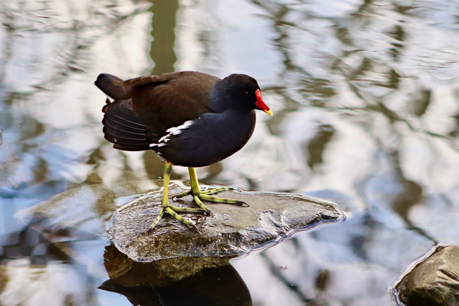 Canon EOS 800D (EOS Rebel T7i / EOS Kiss X9i) sample photo. Ralle, common moorhen, gr photography