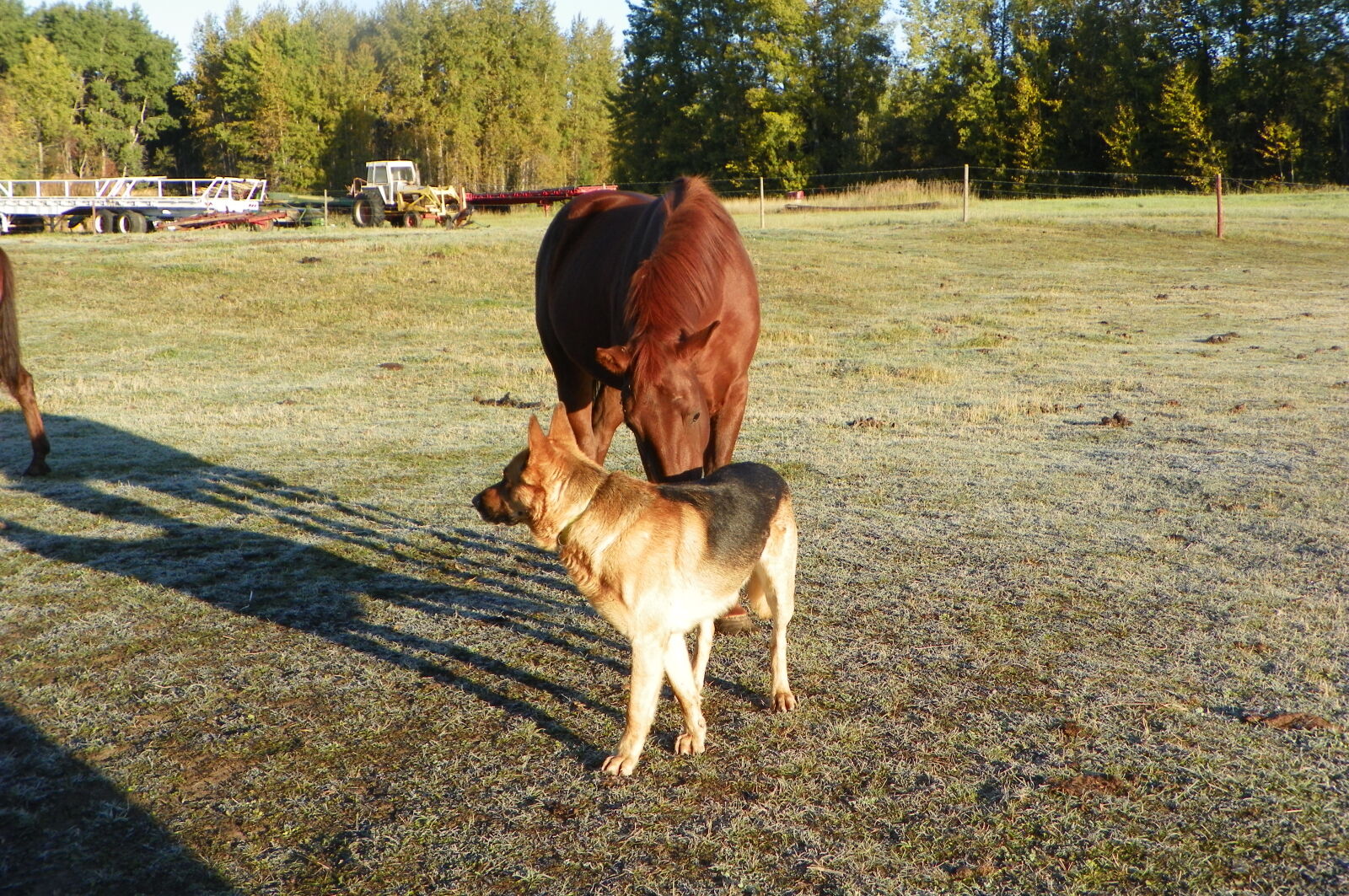 Kodak EasyShare Z981 sample photo. Canada, dog, heidisphotos, horse photography