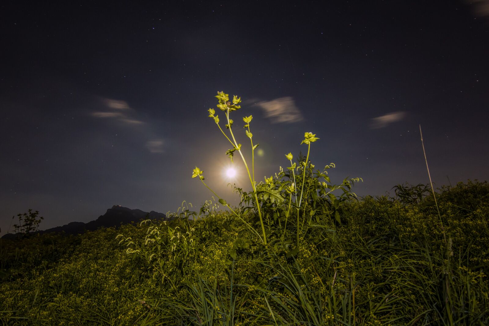 Tokina AT-X Pro 11-16mm F2.8 DX II sample photo. Night, nature, grasses photography