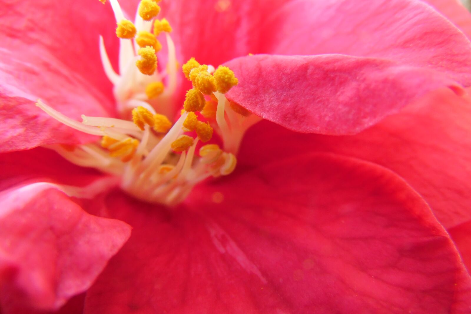 Samsung WB1100F/WB1101F/WB1102F sample photo. Camelia, pistil, yellow photography