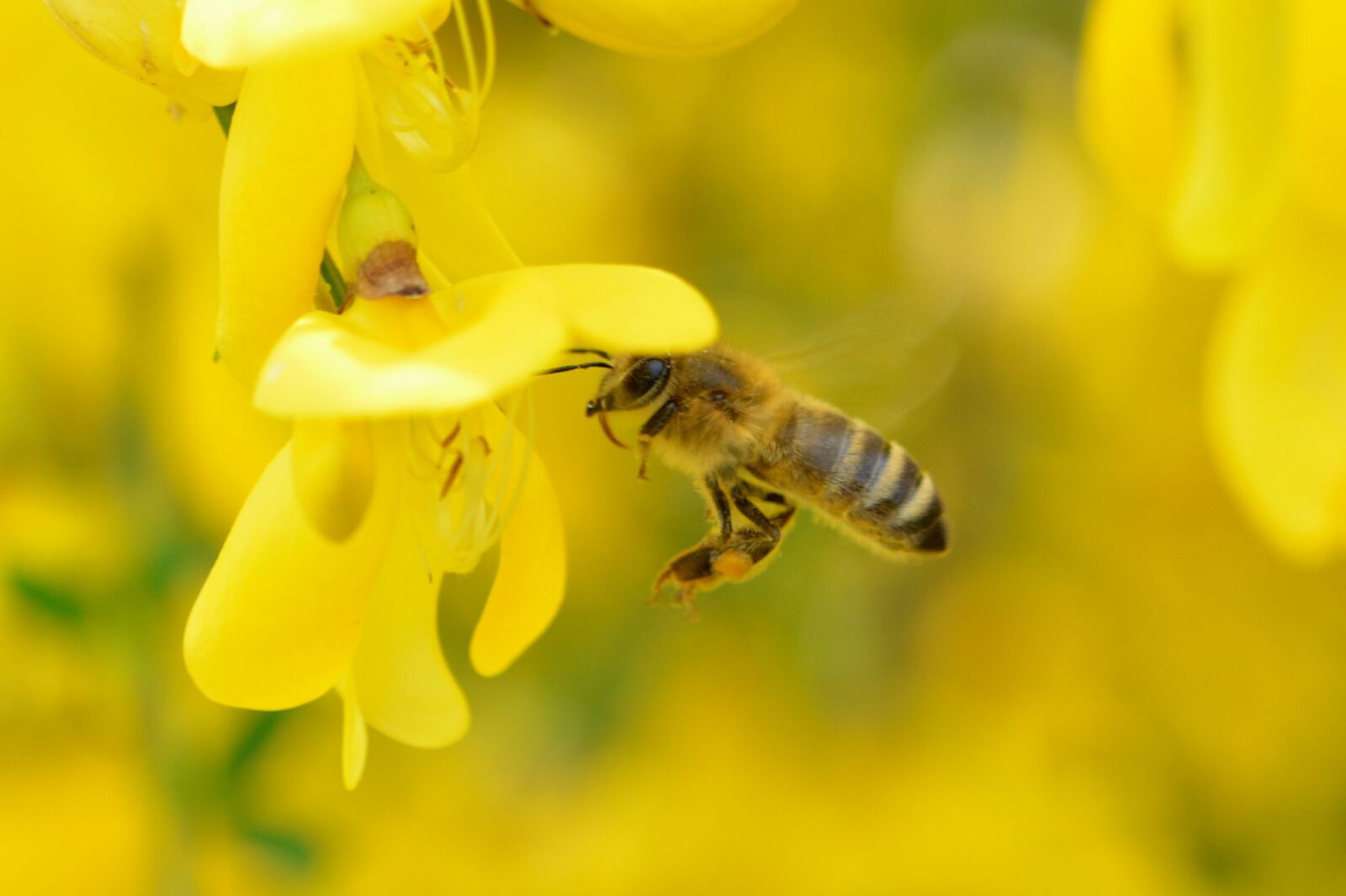 Nikon D5200 sample photo. Bee, was the most photography