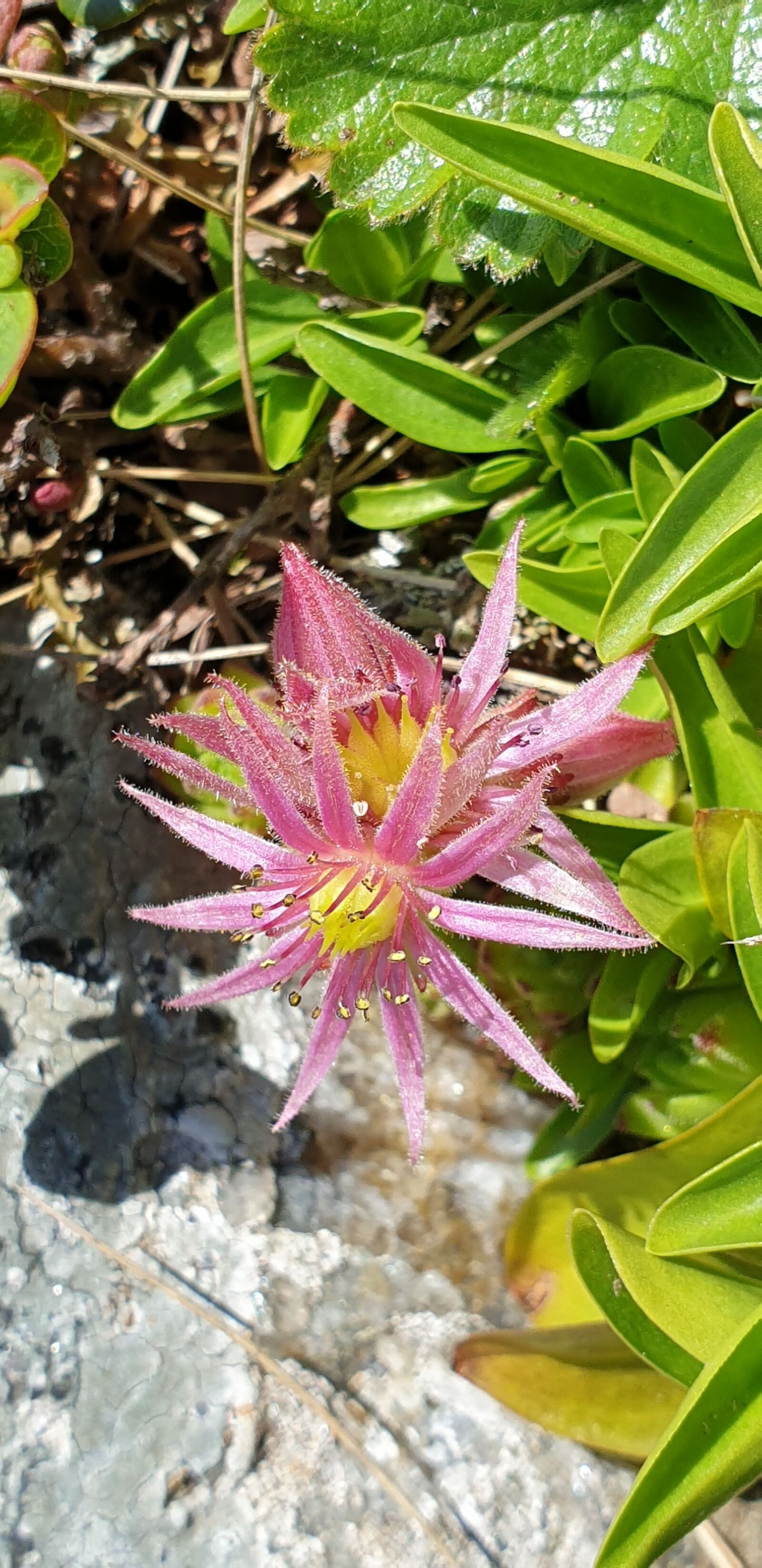 Samsung SM-G965F sample photo. Alpine, flowers, butterflies photography