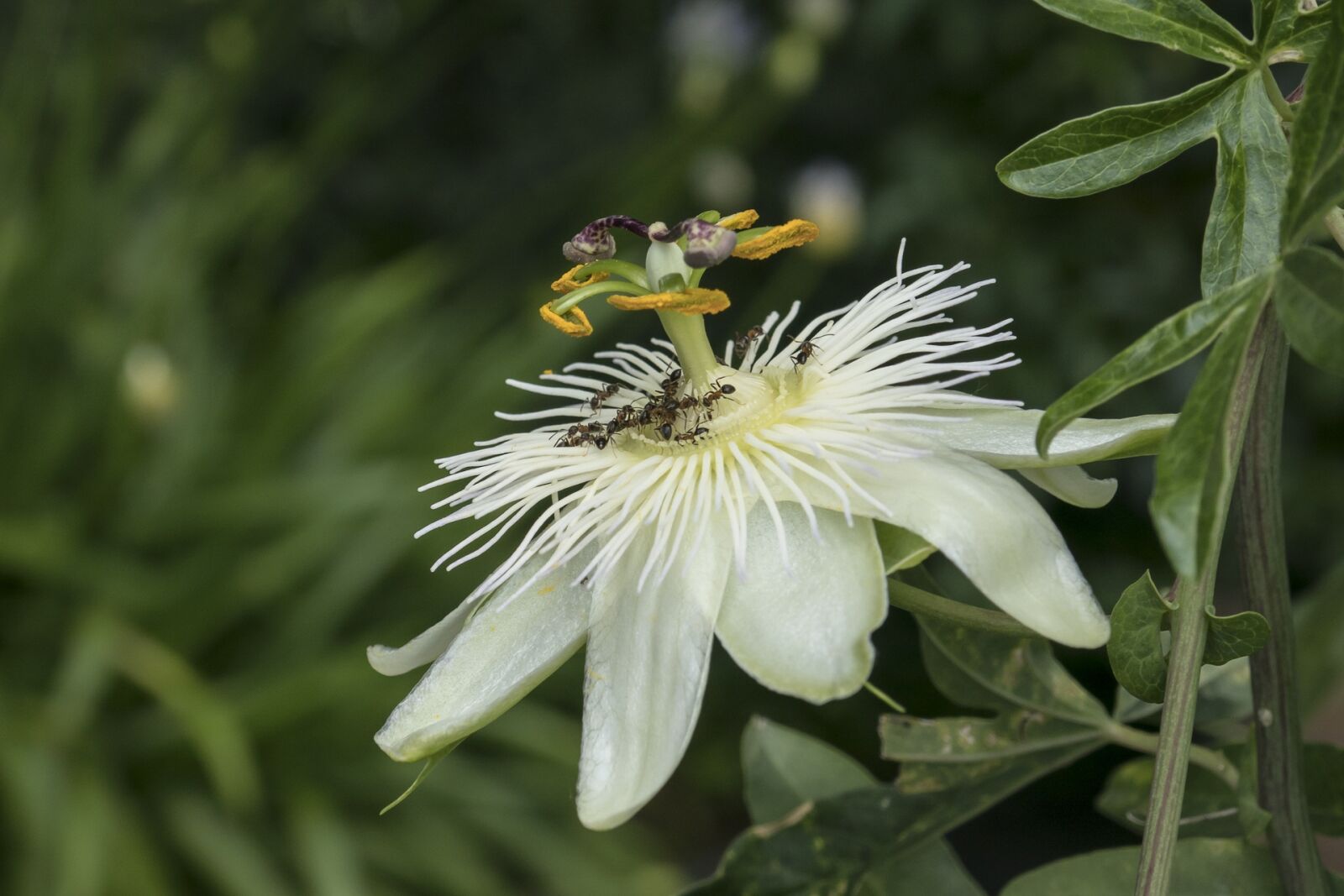 Panasonic DMC-TZ101 sample photo. Passion flower, passiflora, blossom photography