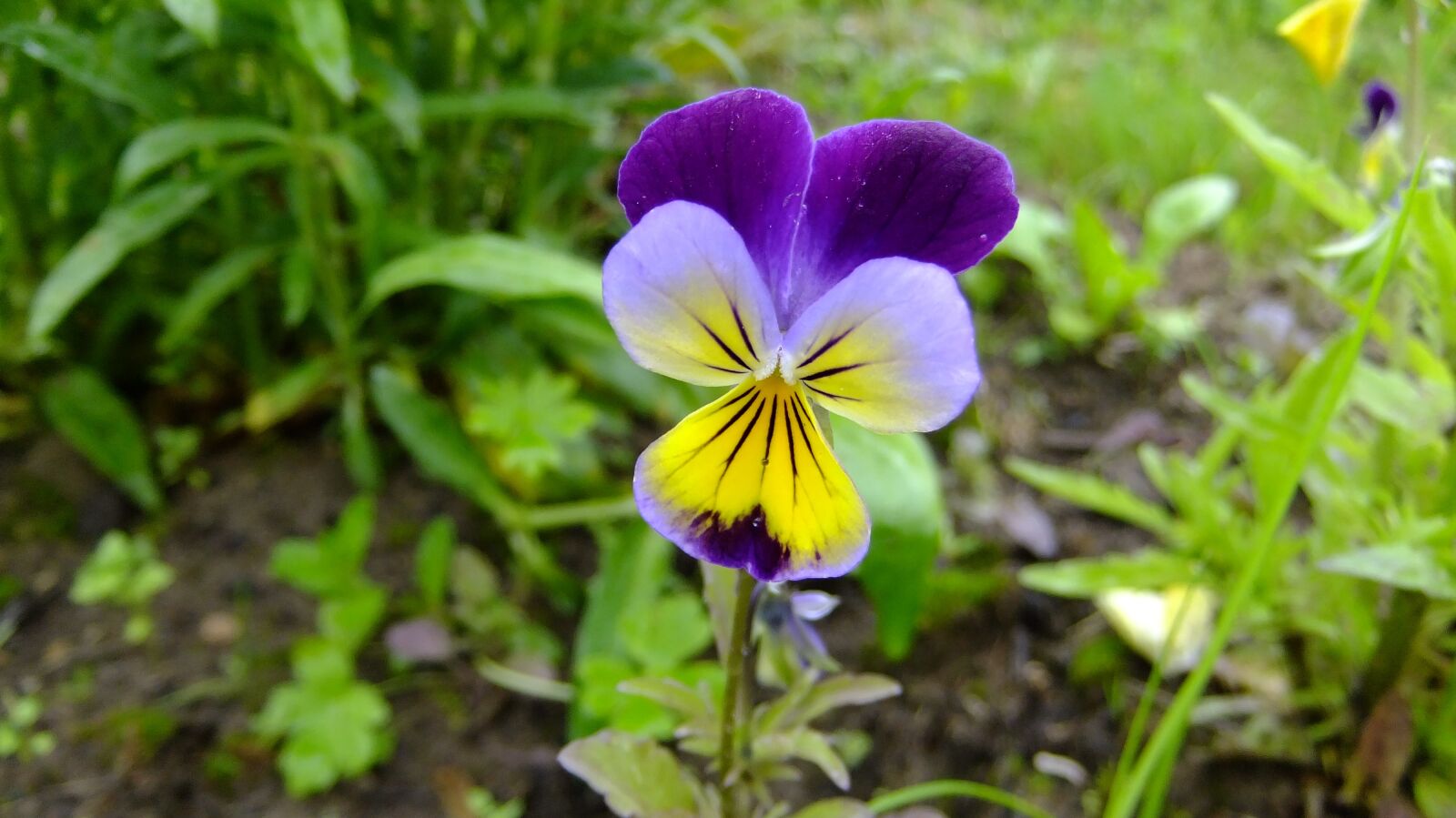 FujiFilm FinePix F80EXR (FinePix F85EXR) sample photo. Nature, flora, bloom photography