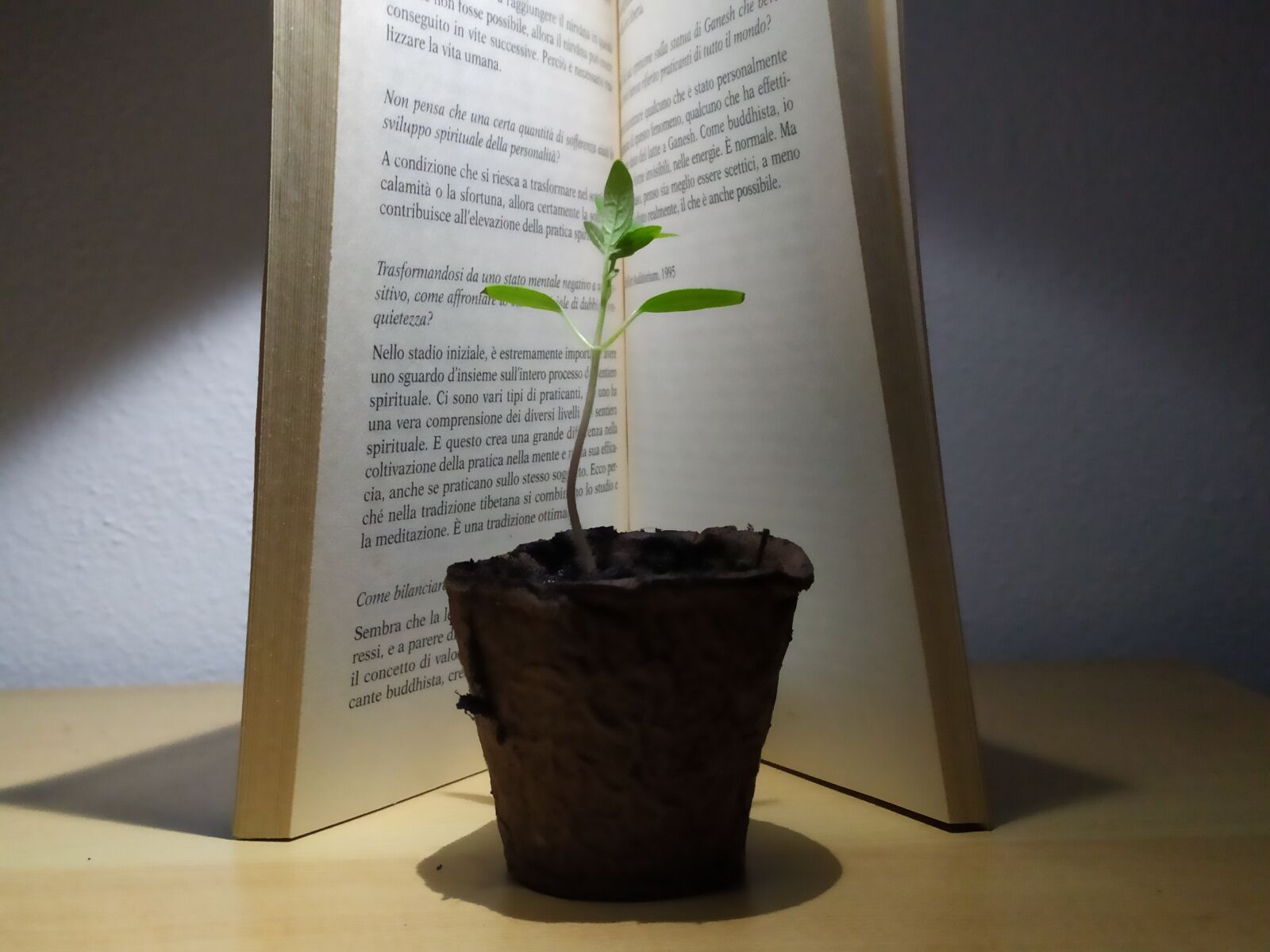 Xiaomi Redmi Note 7 sample photo. Flower, book, close shot photography