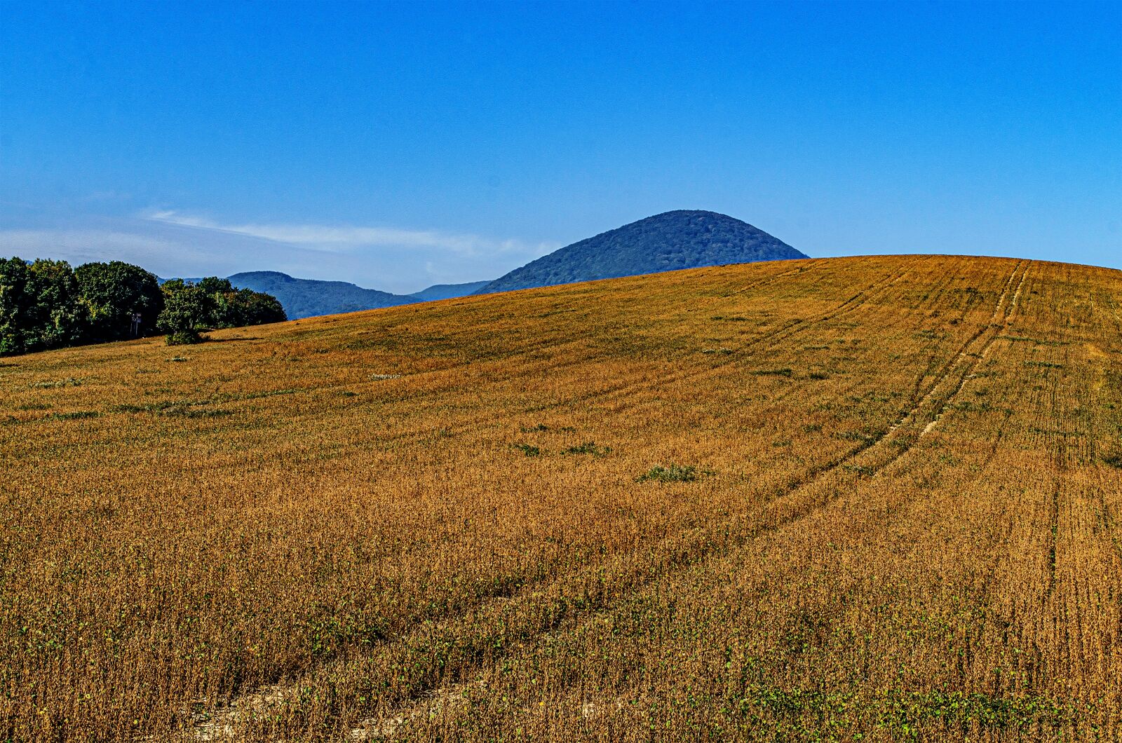 Nikon D7000 sample photo. Nature, fields, forest photography
