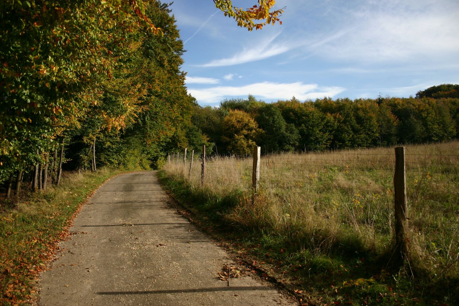 Canon EOS 300D (EOS Digital Rebel / EOS Kiss Digital) sample photo. Forest, path, sky photography