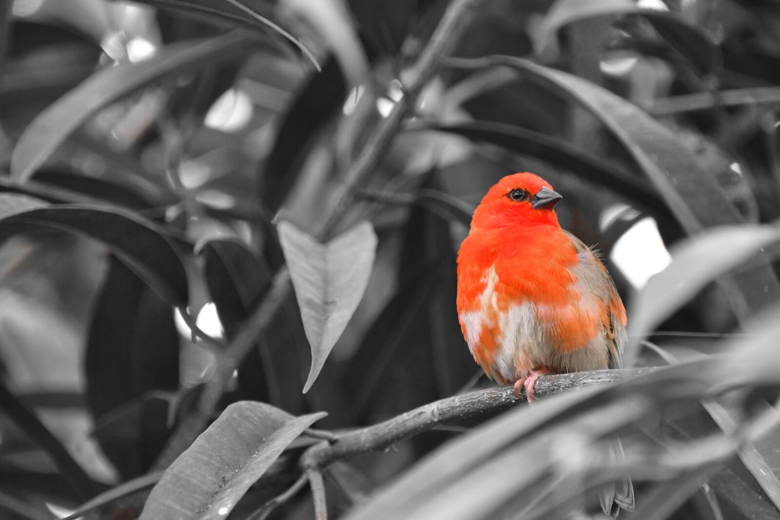 Nikon D500 sample photo. Bird, red, nature photography