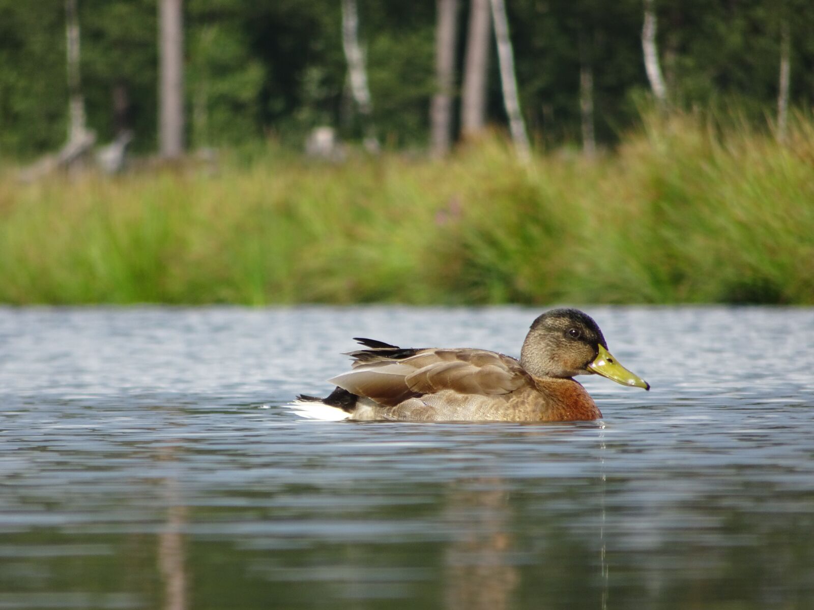 Sony DSC-HX90 sample photo. Duck, animal, bird photography