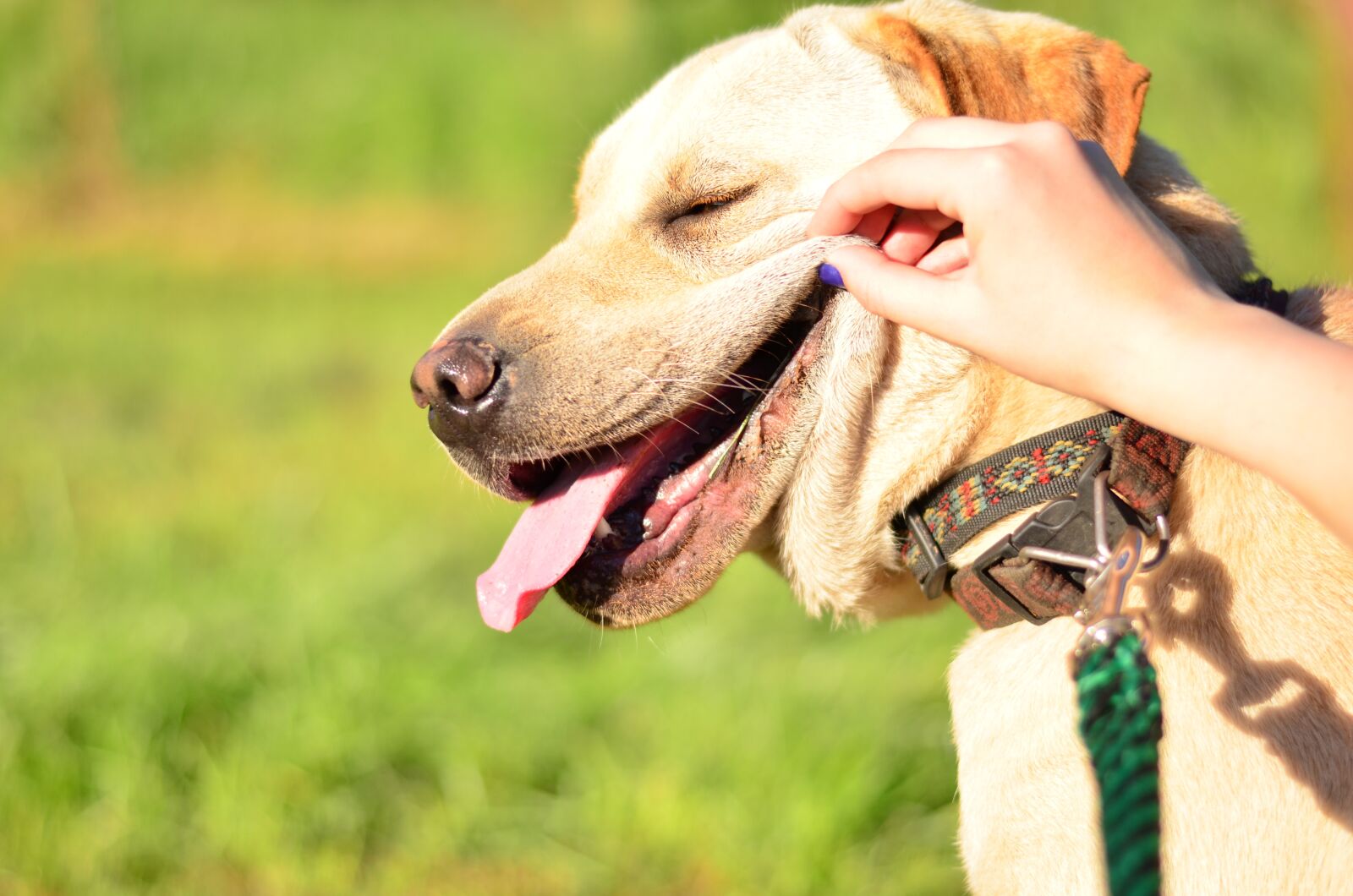 Nikon D5100 sample photo. Dog, outdoors, animal photography