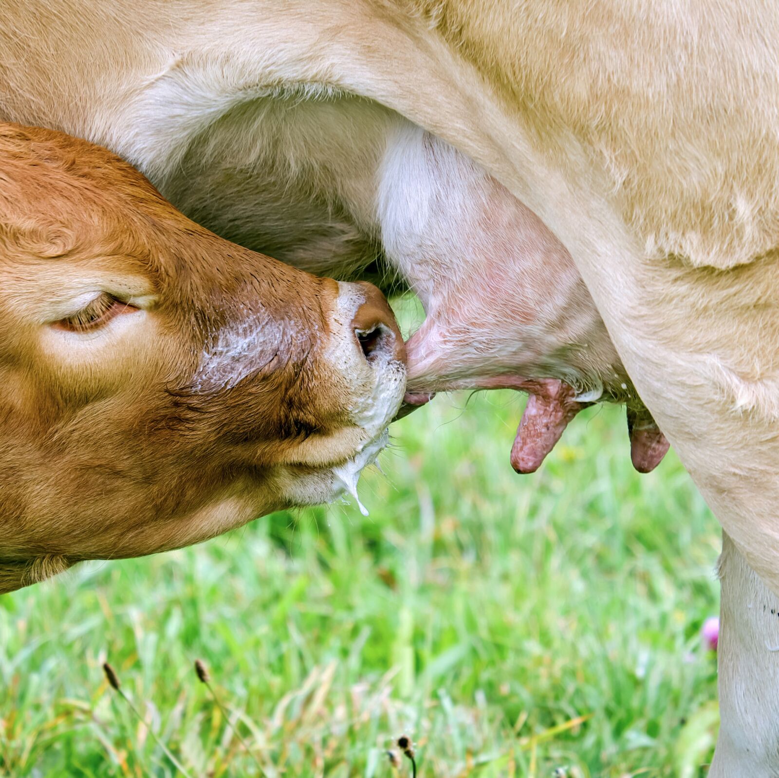 Fujifilm XF 55-200mm F3.5-4.8 R LM OIS sample photo. Cow, beef, animal photography
