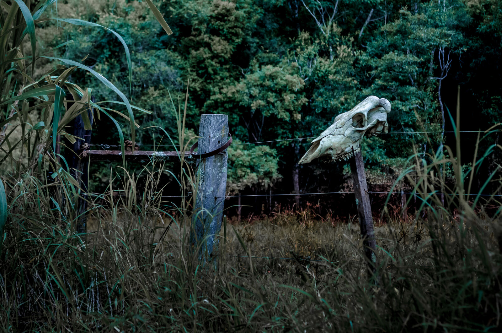 Nikon D5100 sample photo