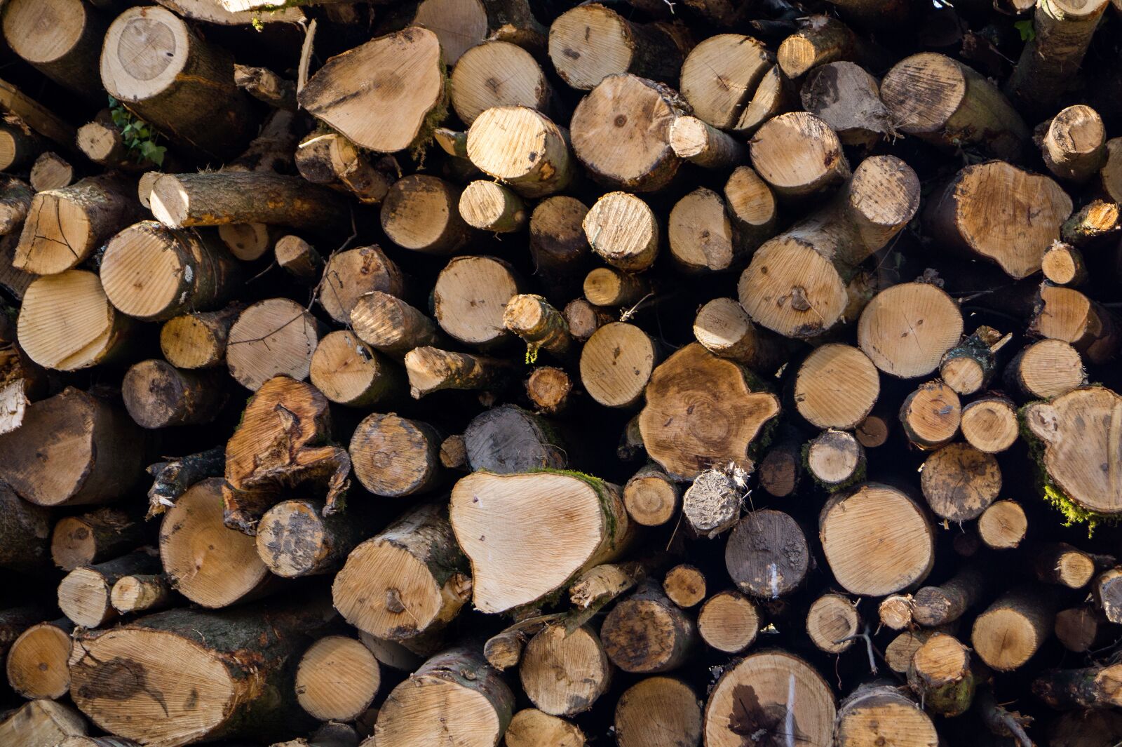 Sony DT 18-55mm F3.5-5.6 SAM II sample photo. Logs, wood, woodpile photography
