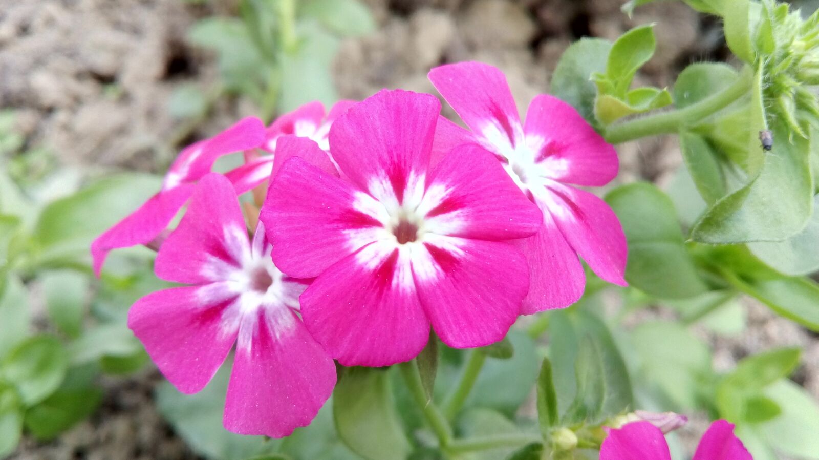 Motorola Moto E3 Power sample photo. Pink flowers, garden, beautiful photography