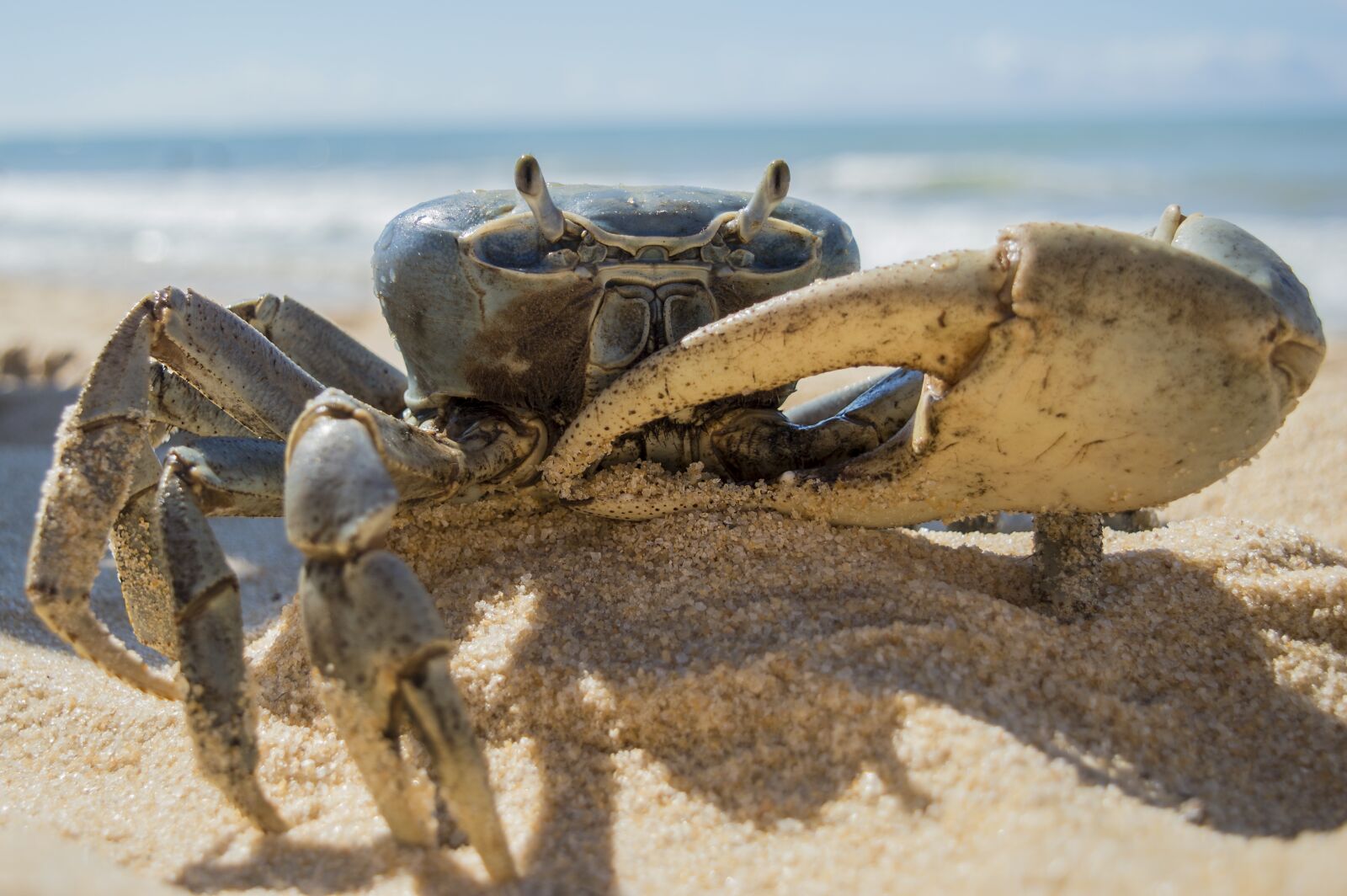 Nikon D3200 sample photo. Crab, on, beach photography