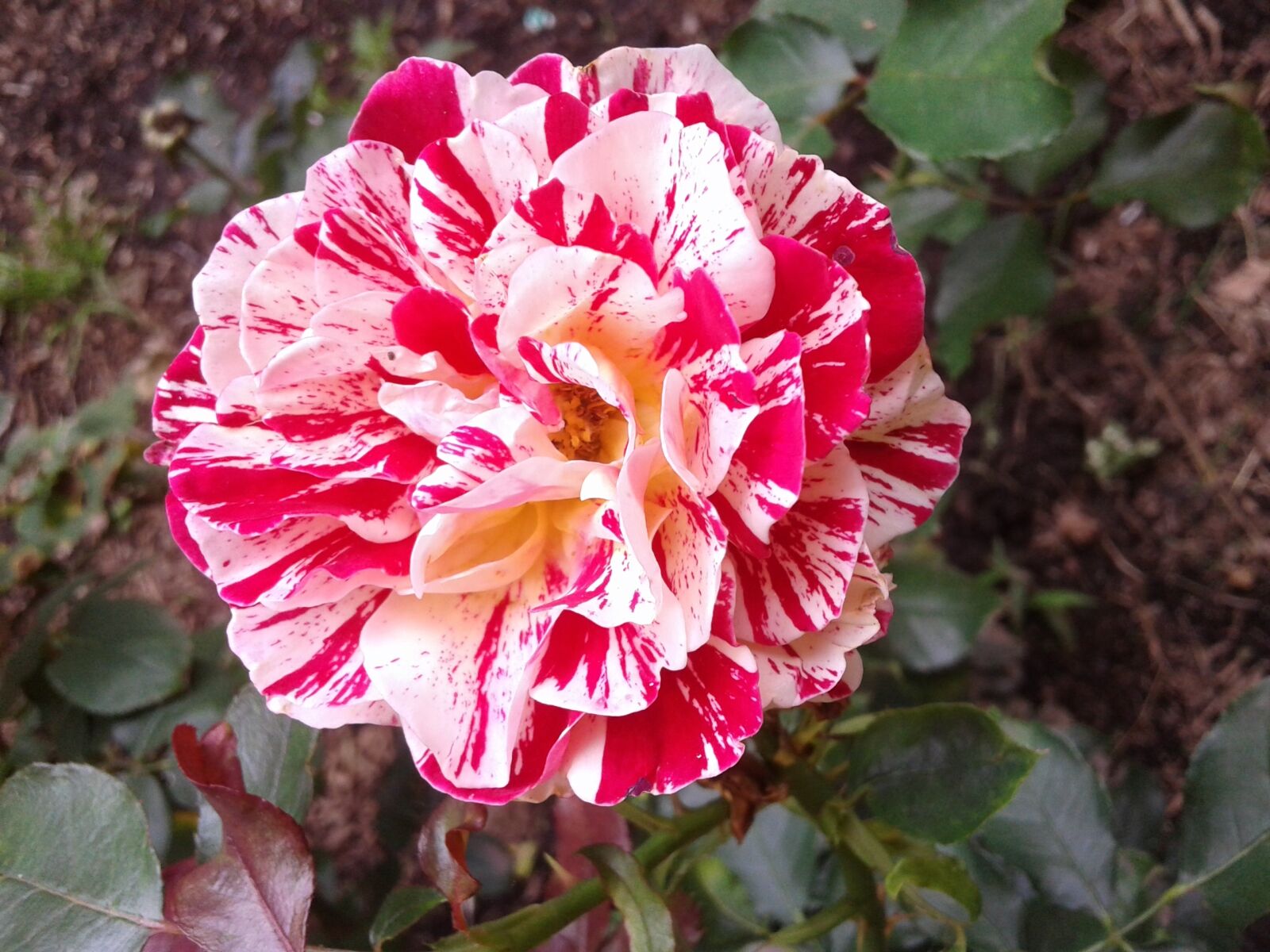 Samsung Galaxy Core2 sample photo. Roses, flowers, garden photography
