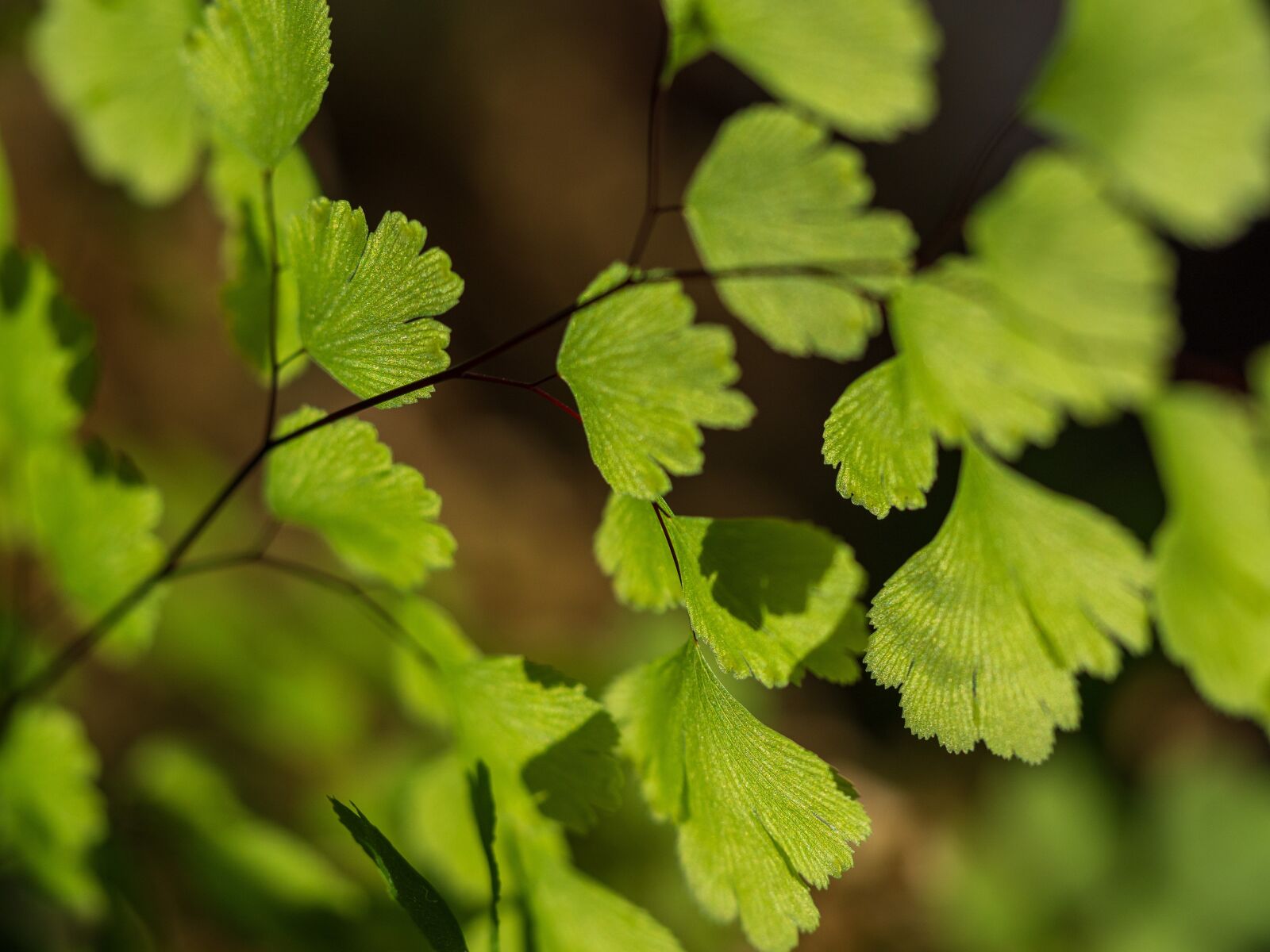 Olympus OM-D E-M10 III sample photo. Bracken, plant, room photography