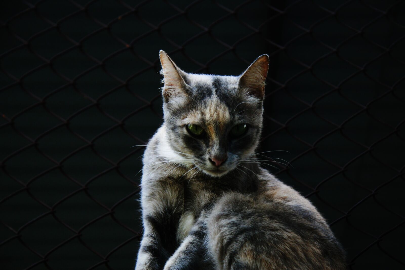 Canon EOS 30D sample photo. Face, yawn, cat photography
