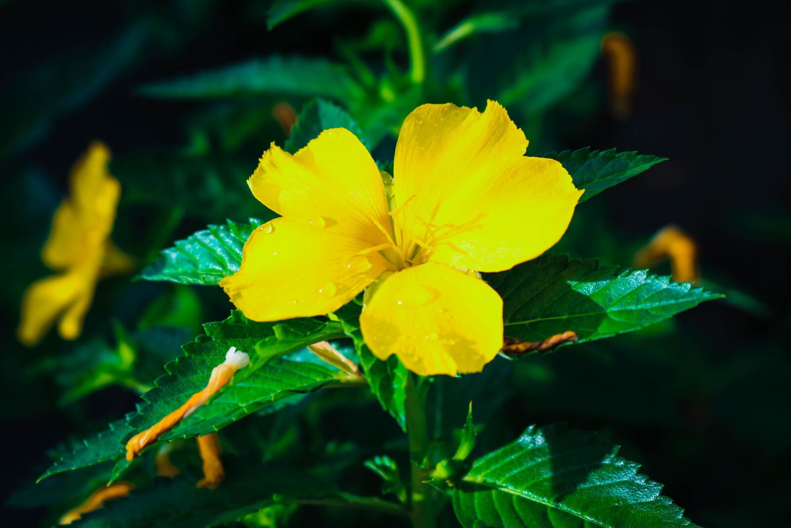 Canon EOS 700D (EOS Rebel T5i / EOS Kiss X7i) sample photo. Flowers, pollution, comfortable photography