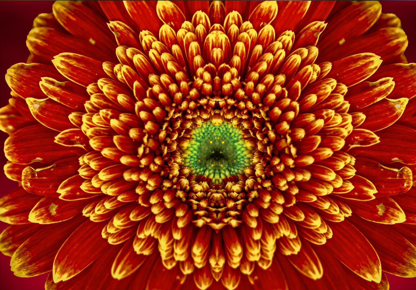 Canon EF 100mm F2.8L Macro IS USM sample photo. Flower, dahlia, red photography