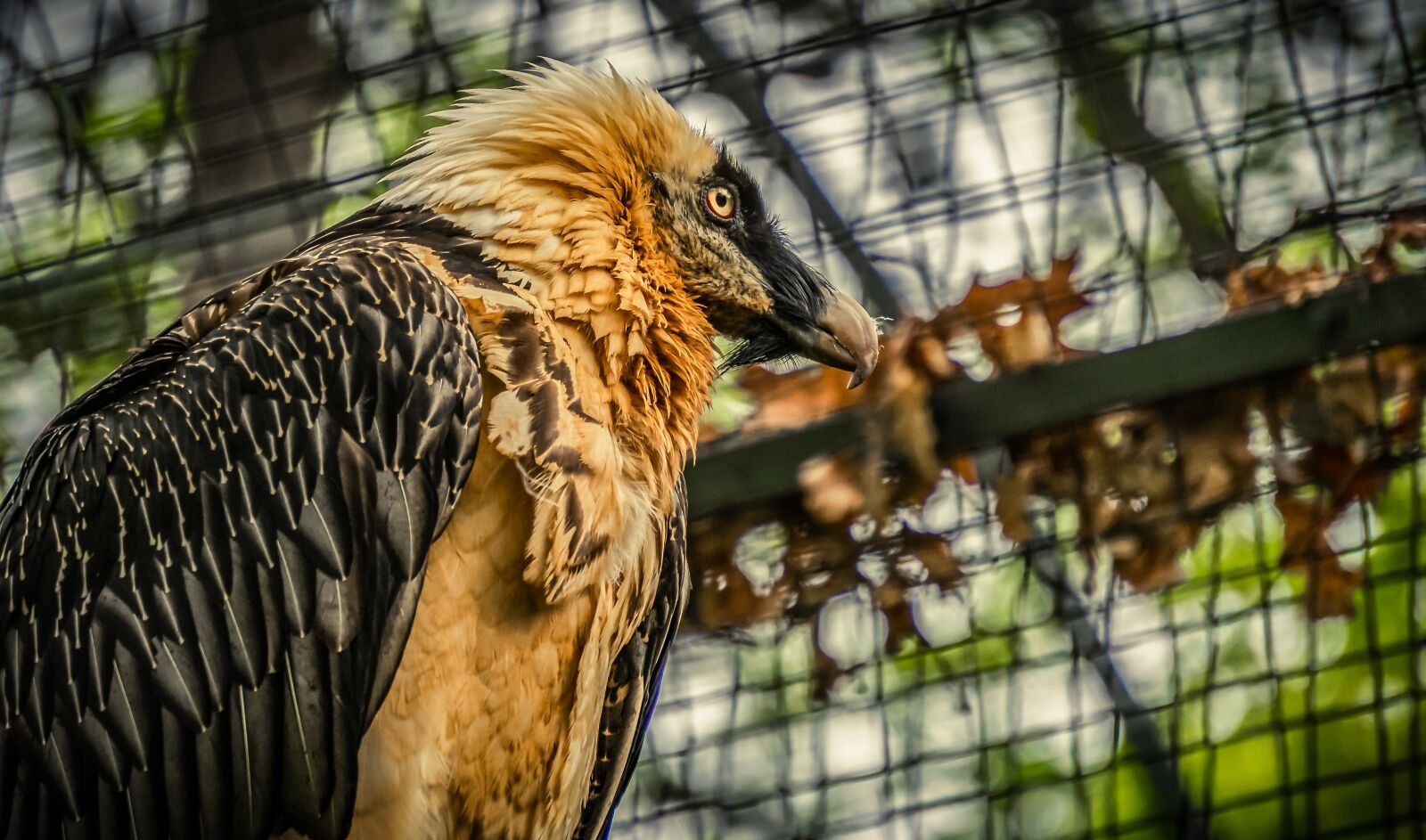 Sony E 55-210mm F4.5-6.3 OSS sample photo. Vulture, bird, feather photography