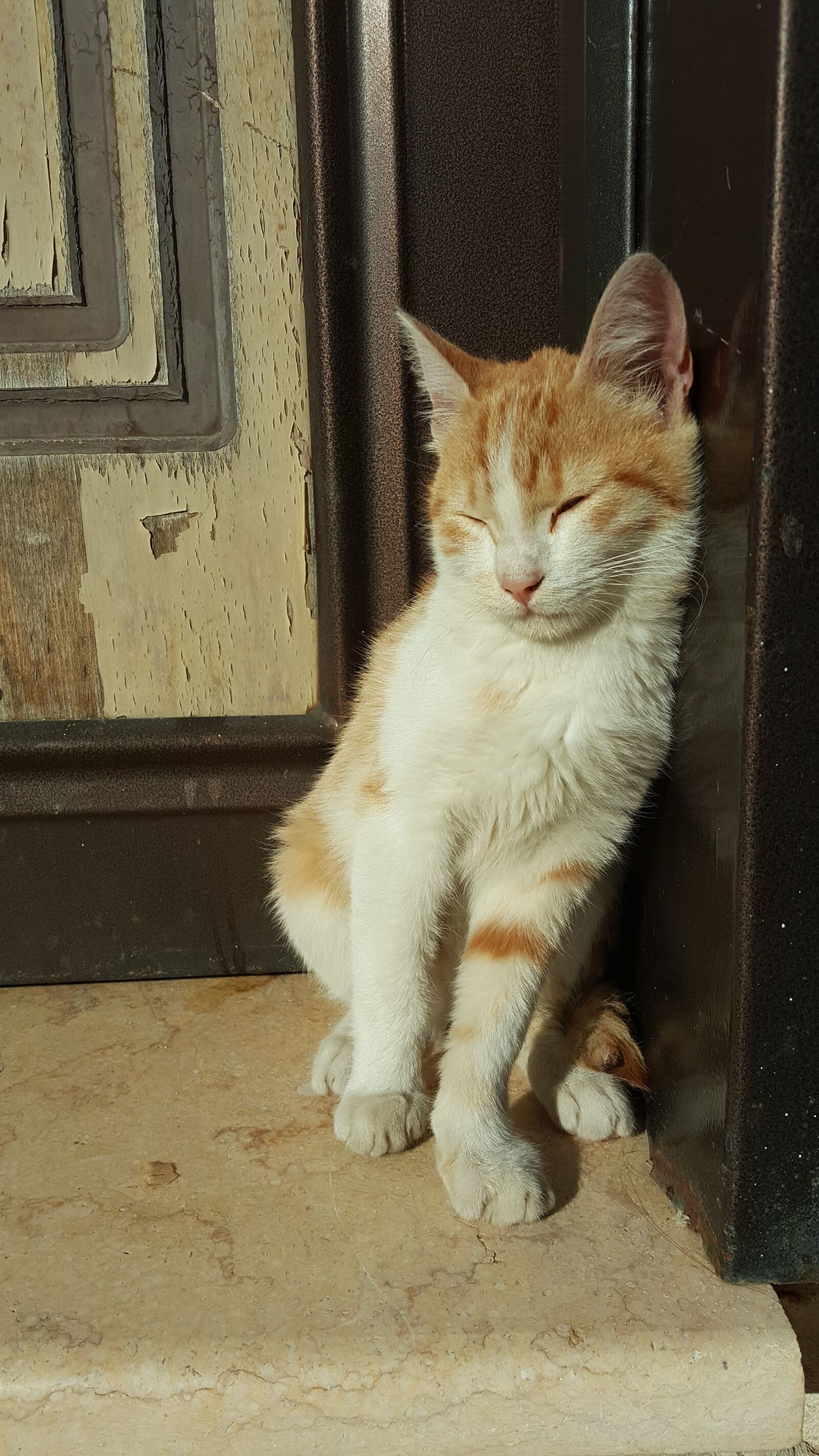 Samsung Galaxy Note5 sample photo. Cat, cute, pet photography