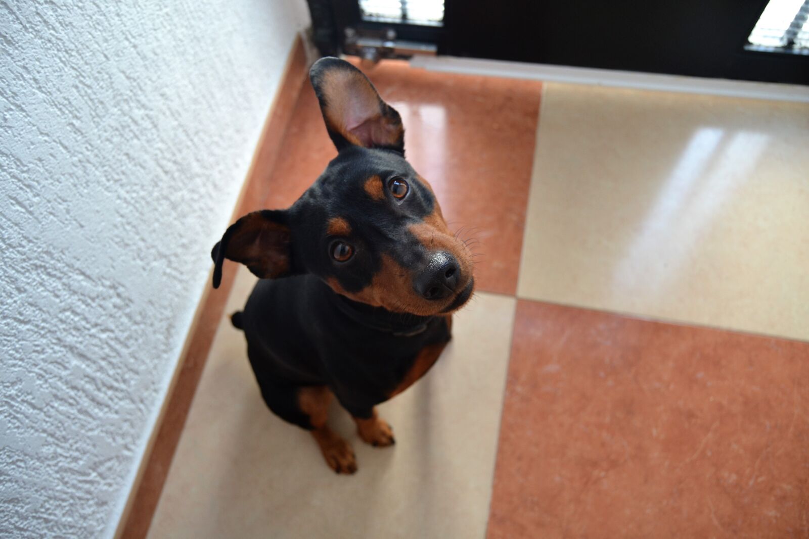 Nikon D3100 sample photo. Pinscher german, dog, small photography