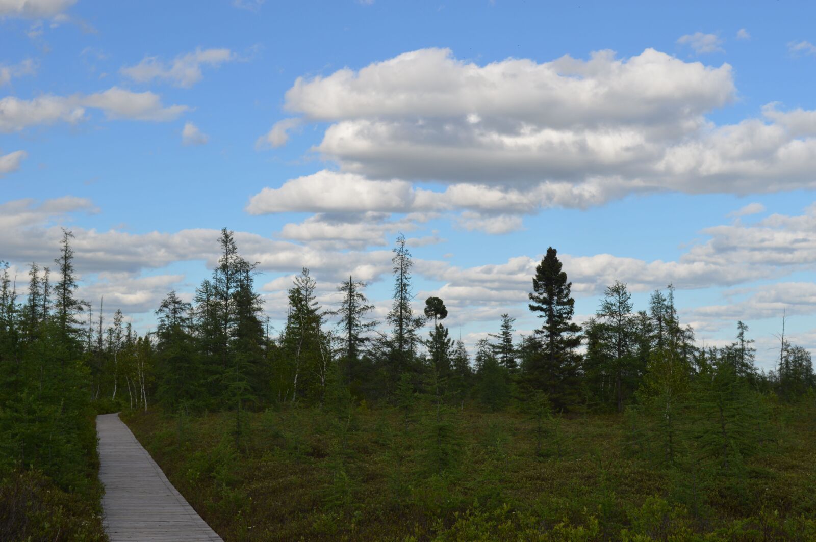 Nikon D3200 sample photo. Bog, swamp, boardwalk photography