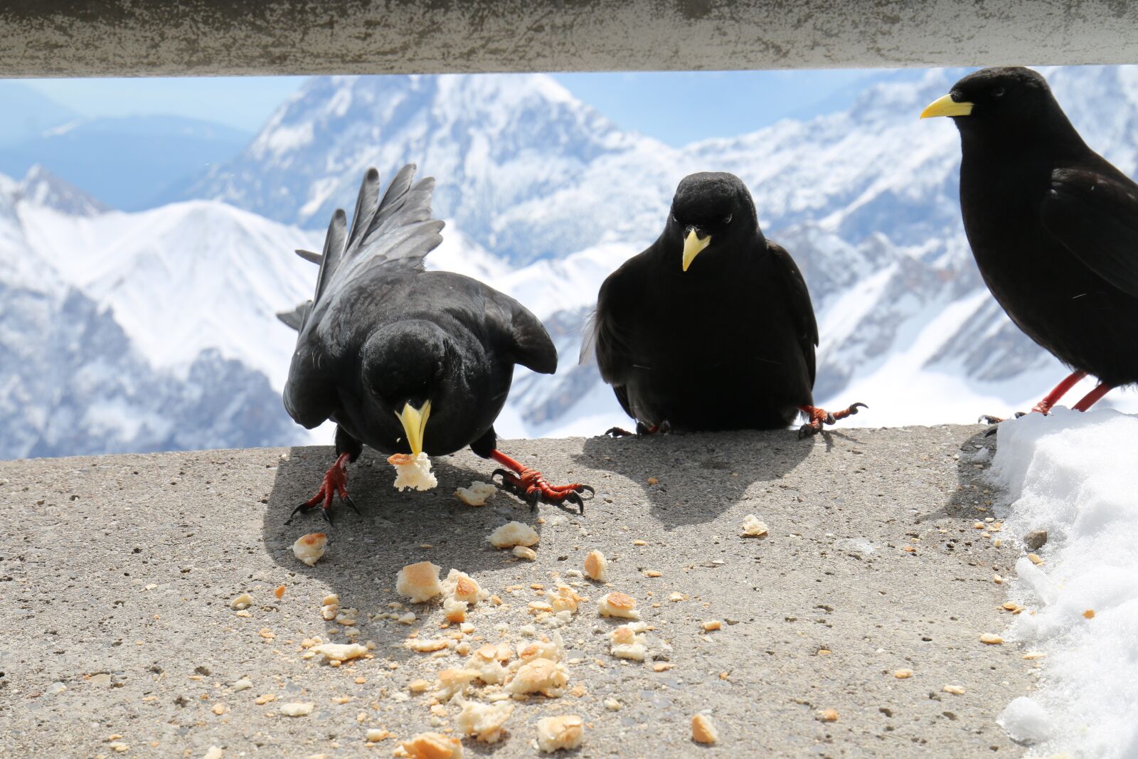Canon EOS 70D + Canon EF 16-35mm F4L IS USM sample photo. Animals, birds, jackdaws photography