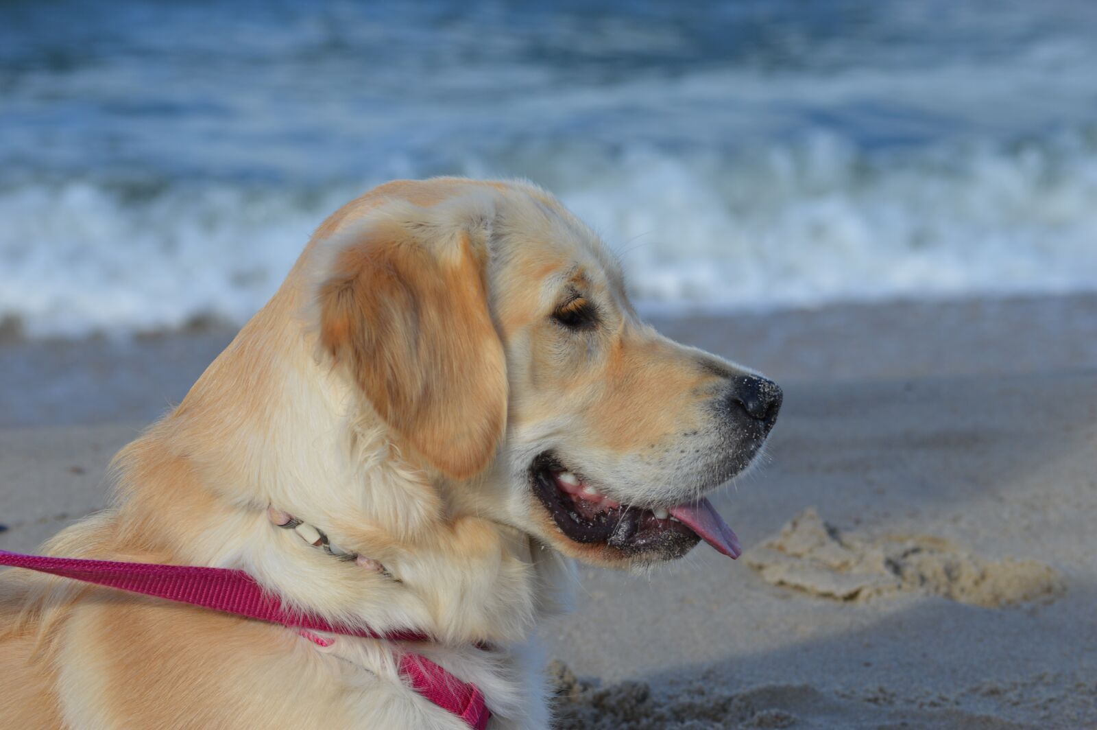 Nikon D3200 sample photo. Dog, animals, pet photography