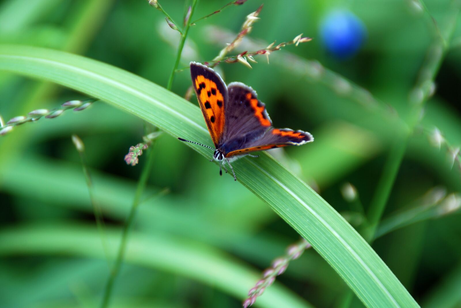 Nikon D40X sample photo. Butterfly, insect, bug photography