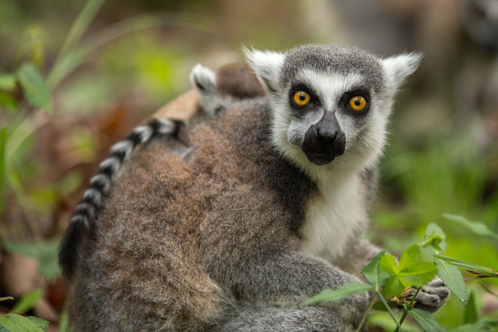 Canon EOS 6D sample photo. Ring-tailed lemur, lemur catta photography