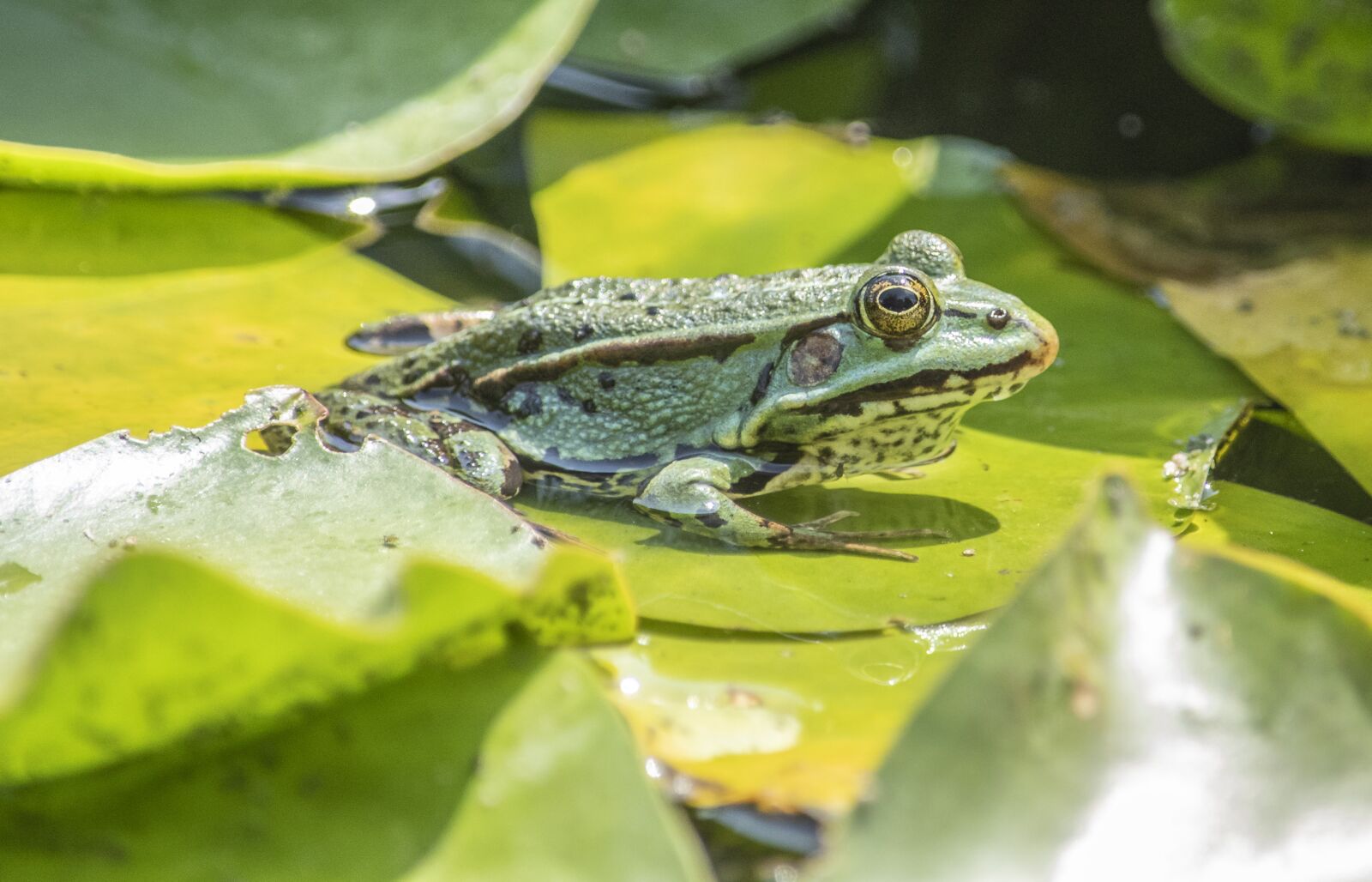Nikon D500 sample photo. Frog, pond, animal photography