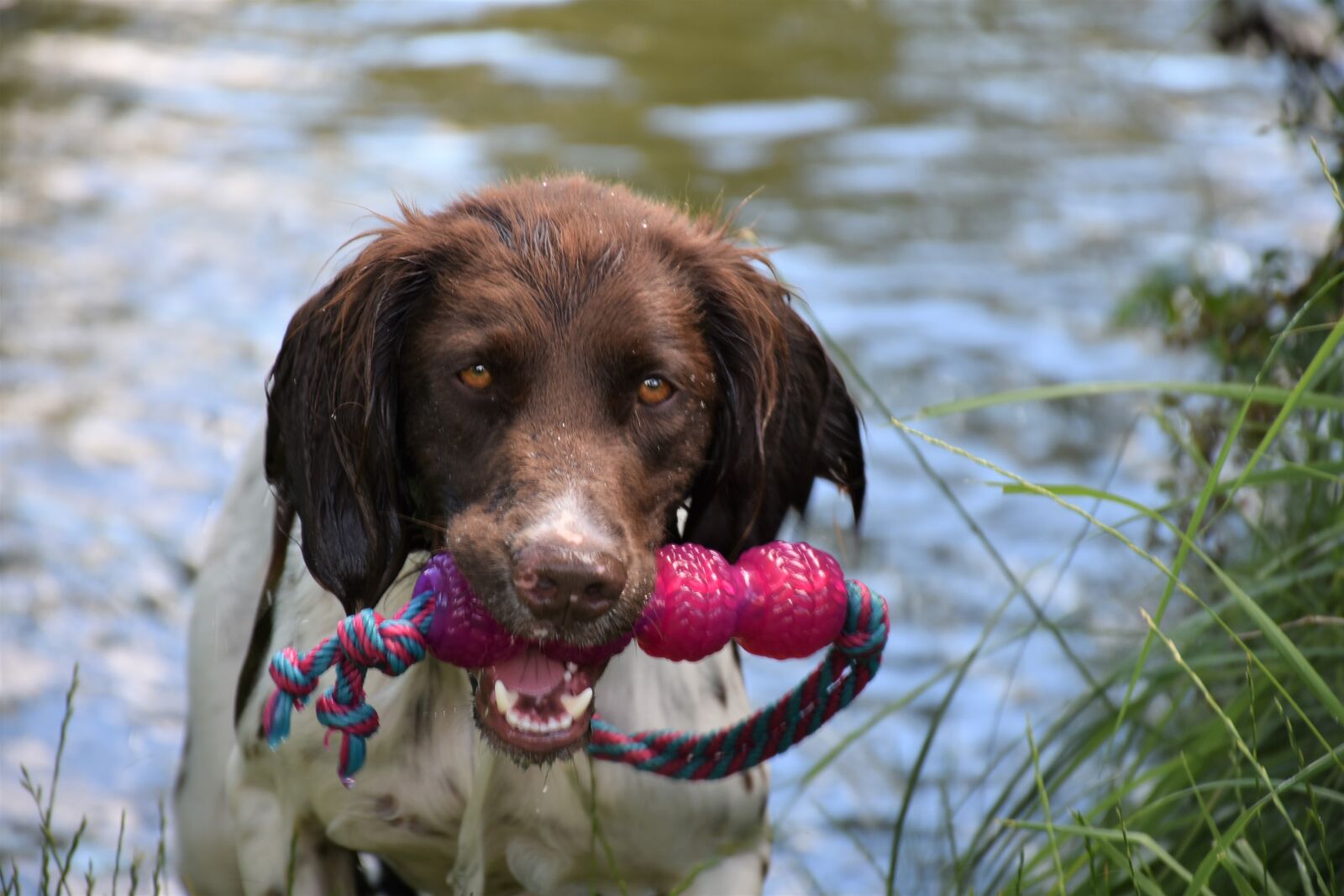 Nikon D7200 sample photo. Dog, m nsterl nder photography