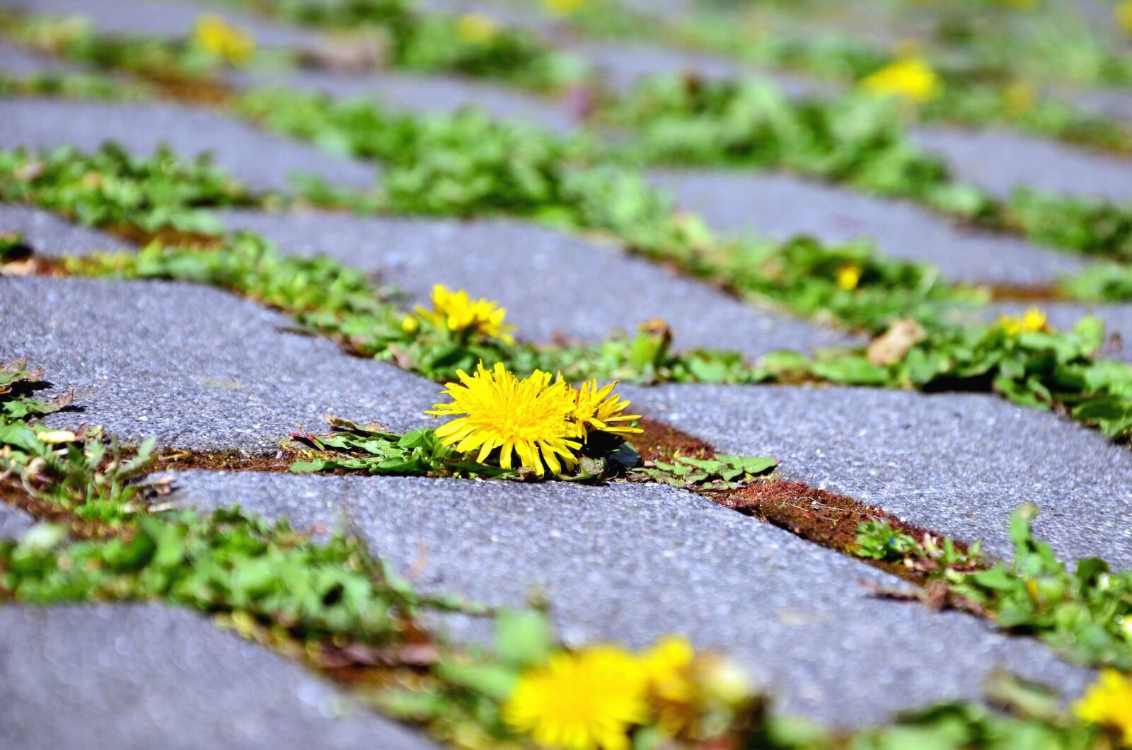 Nikon D5100 sample photo. Road, stone, dandelion, plant photography