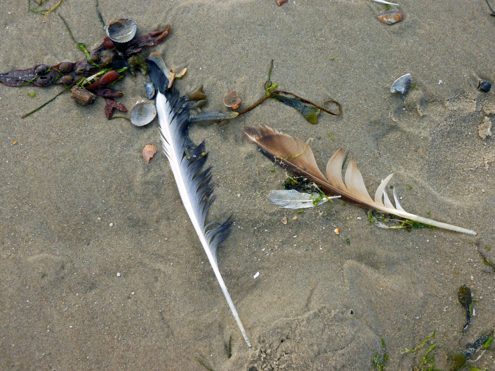 Panasonic DMC-FS37 sample photo. Bird feathers, seagull feather photography