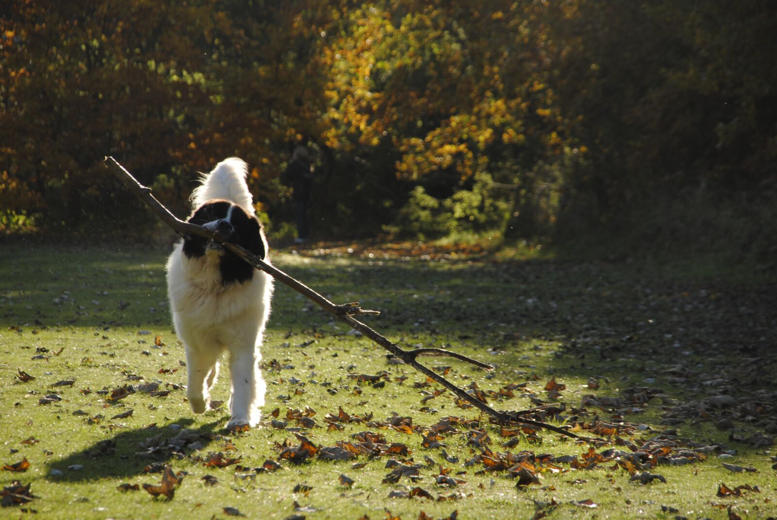 Nikon D3000 sample photo. Landseer, dog breed, dog photography