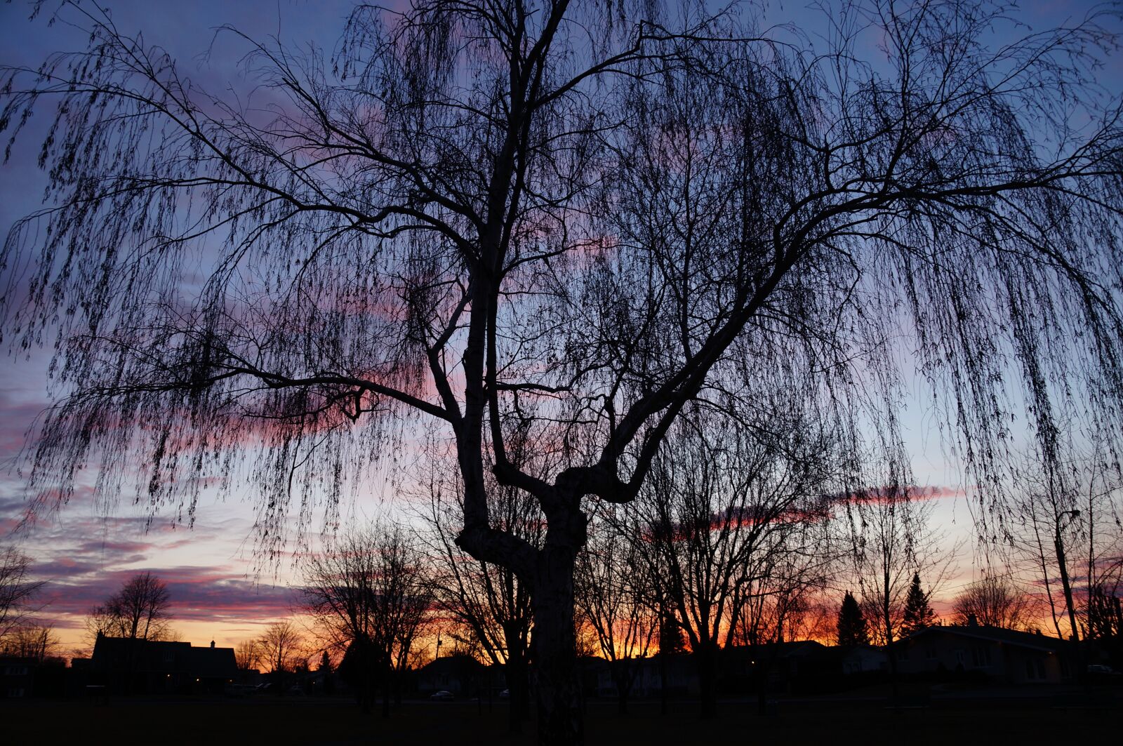 Sony SLT-A57 + Sony DT 18-135mm F3.5-5.6 SAM sample photo. Sunset, tree, silhouette photography