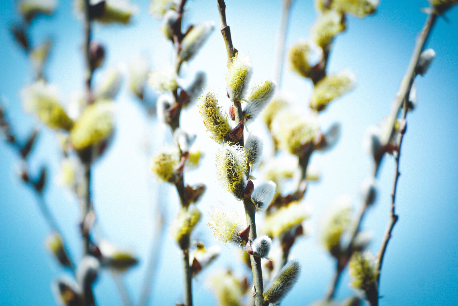 Sony DT 55-300mm F4.5-5.6 SAM sample photo. Willow catkin, flowers, spring photography
