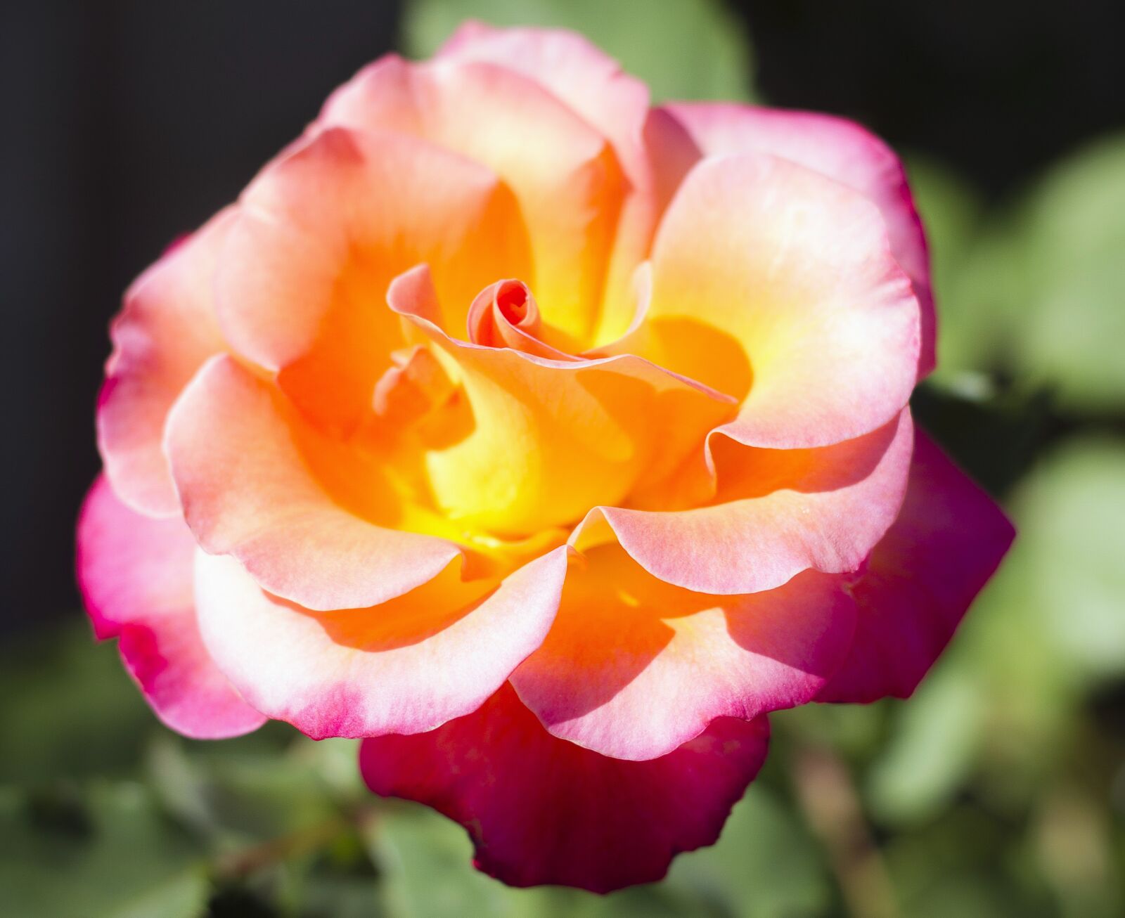 Canon EOS 7D + Canon EF 50mm F1.8 II sample photo. Rose, rosebush, garden photography