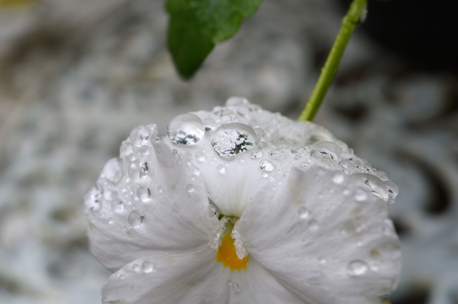 Nikon D3200 sample photo. Nature, plant, nice photography
