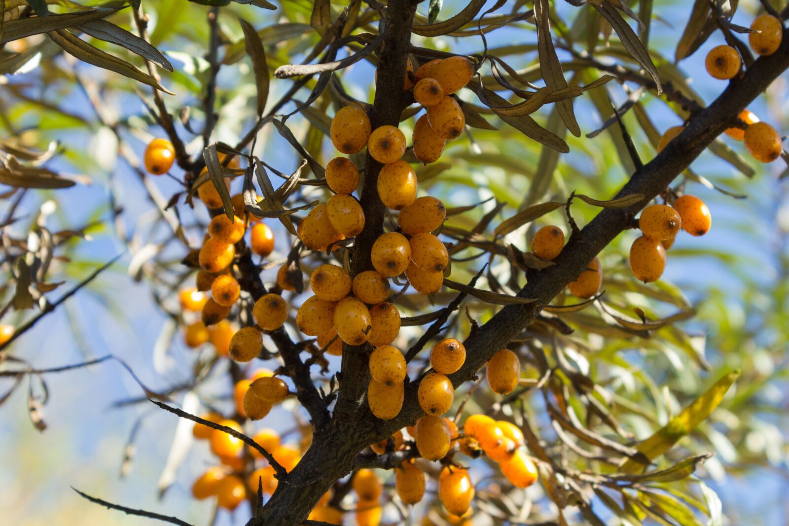 Canon EOS 600D (Rebel EOS T3i / EOS Kiss X5) sample photo. Tree, fruit, food photography