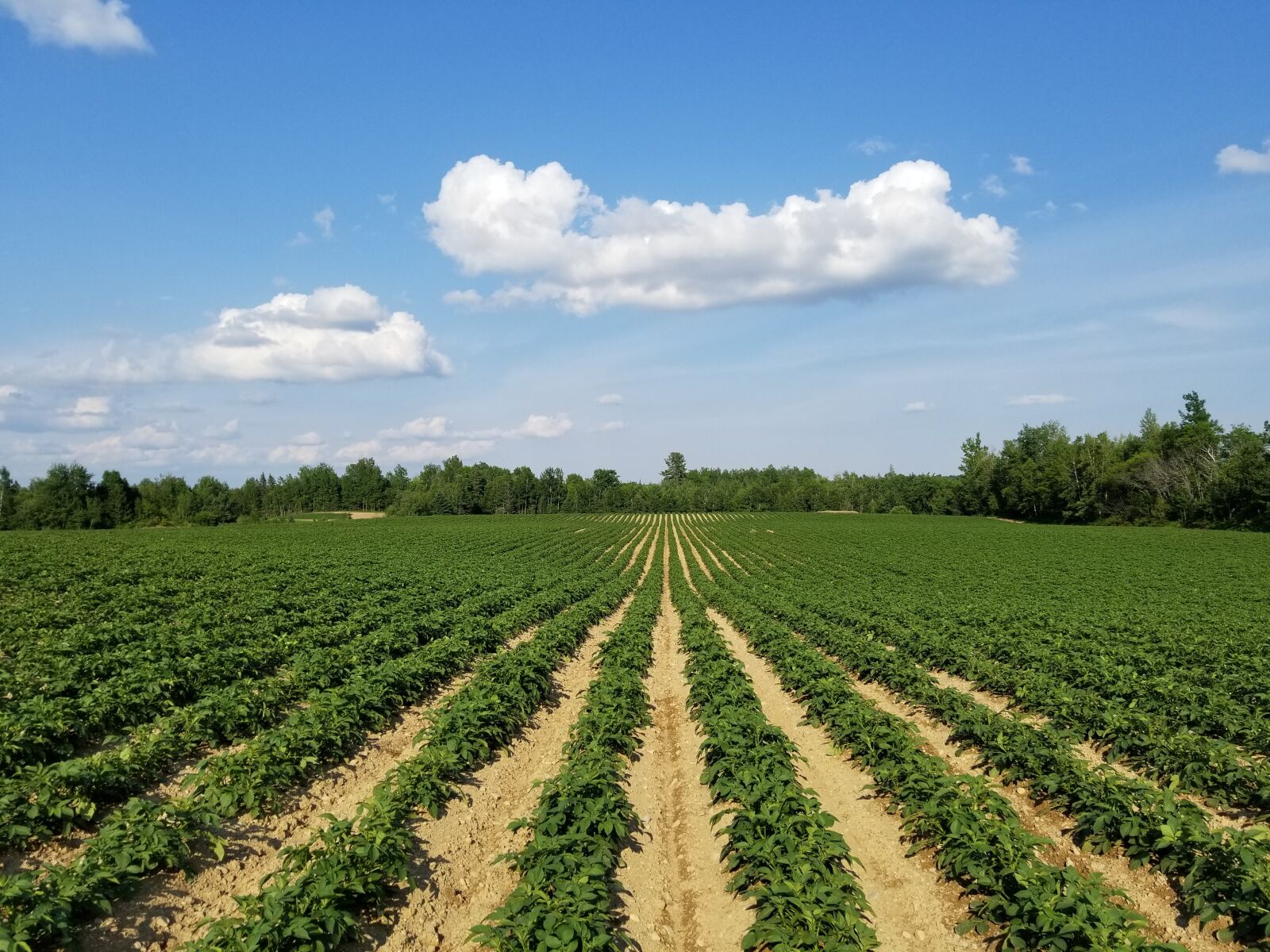 Samsung Galaxy S8+ sample photo. Farm, farming, potato photography