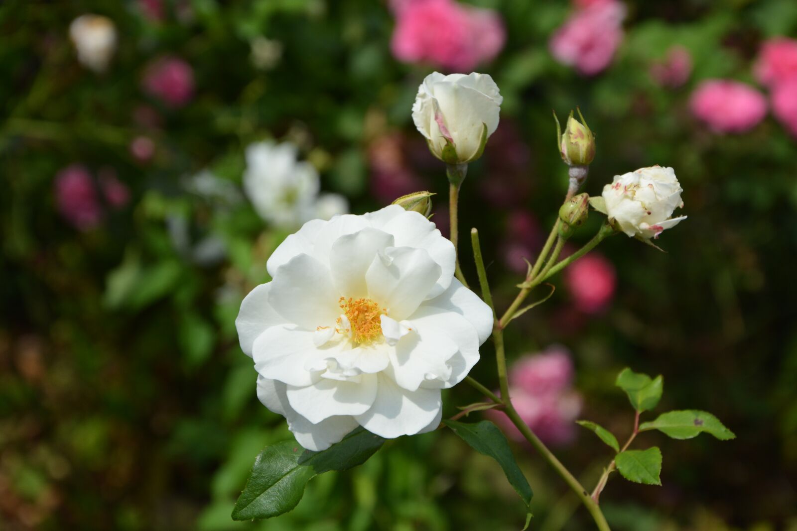 Nikon D5200 sample photo. White rose, flower, rosebuds photography