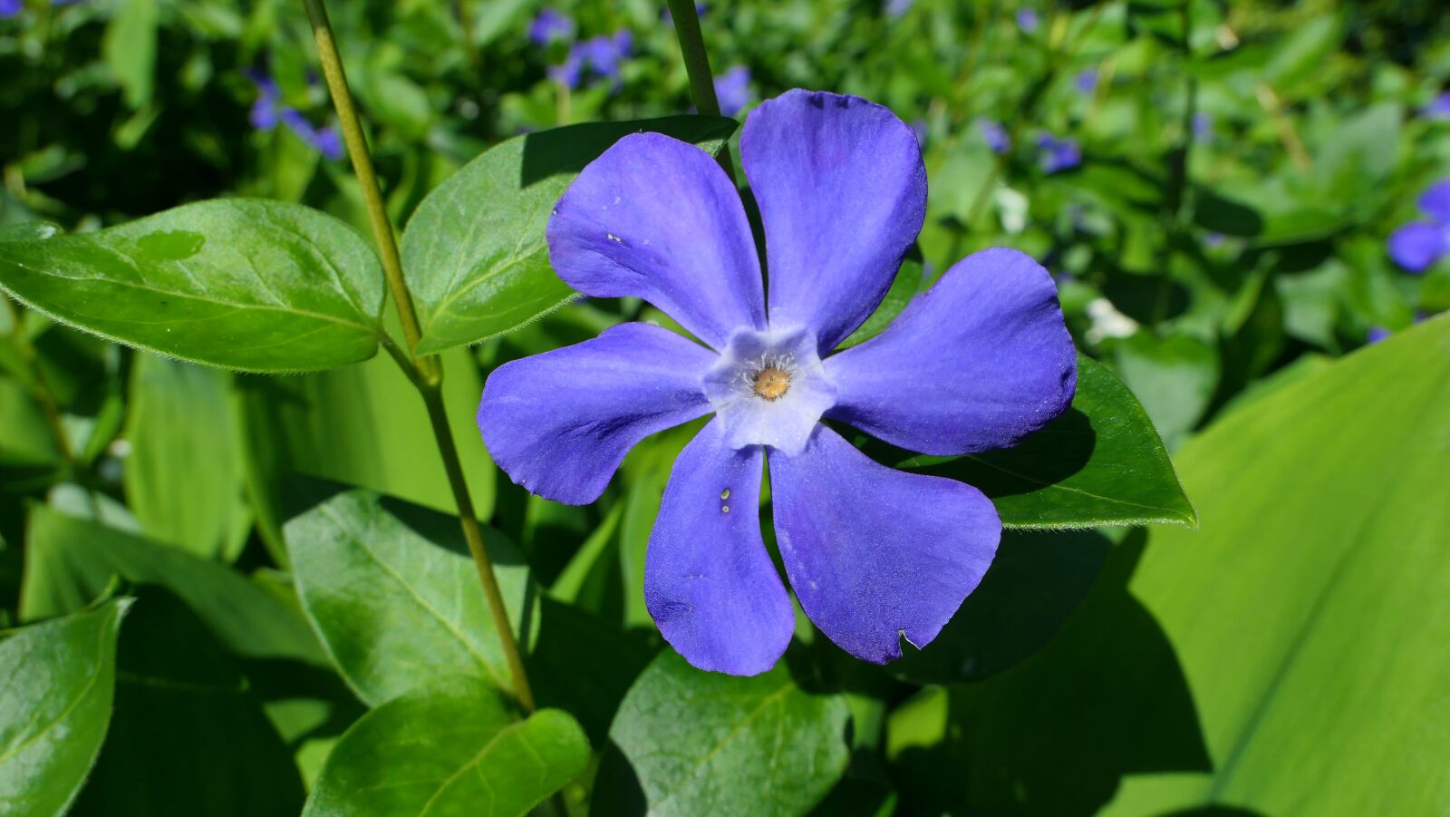 Panasonic Lumix DMC-LX10 (Lumix DMC-LX15) sample photo. Periwinkle, flower, spring photography