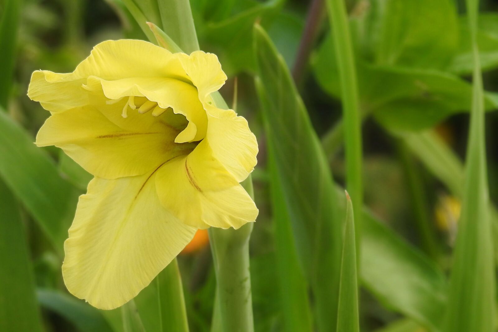 Nikon Coolpix P900 sample photo. Gladiolus, blossom, bloom photography