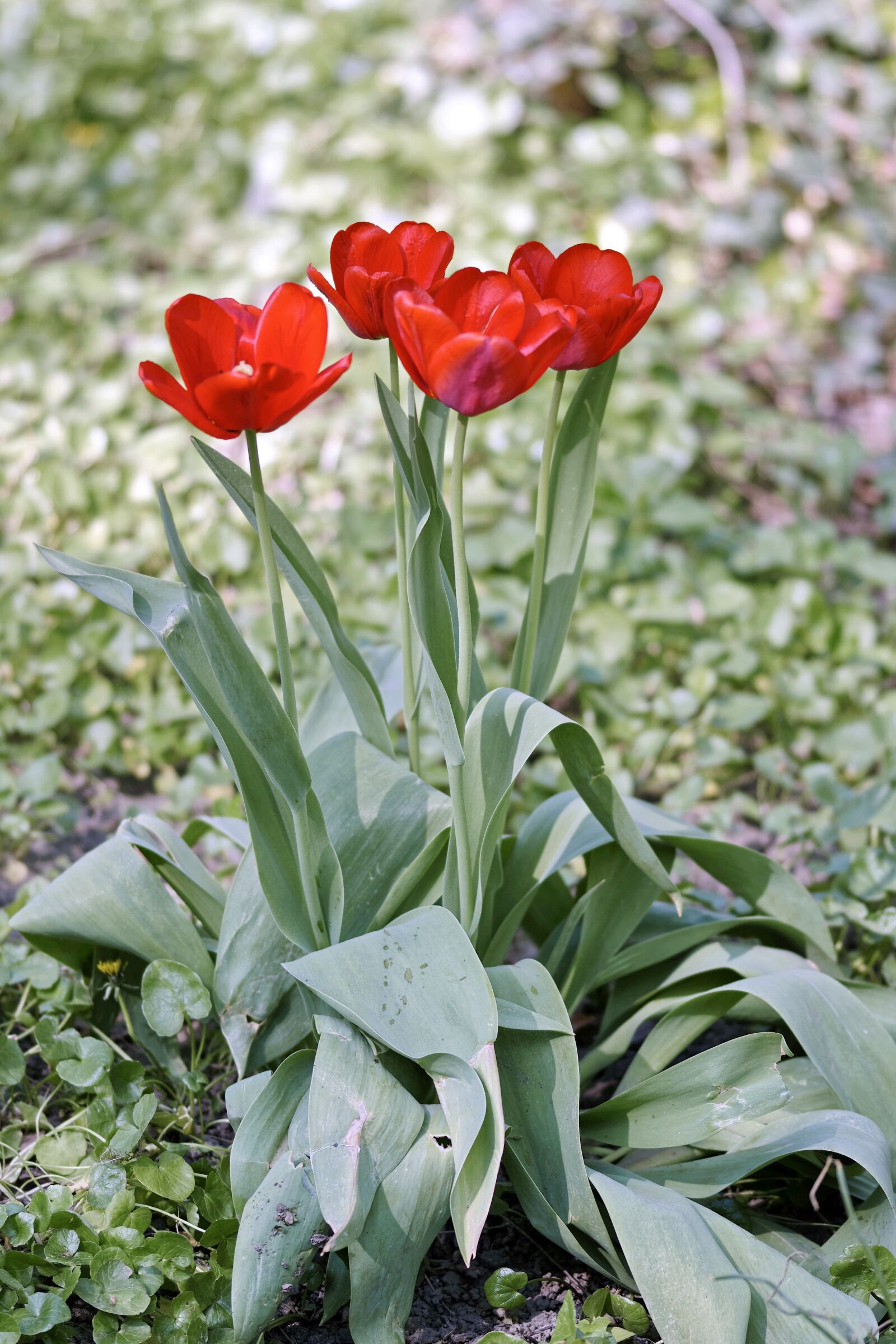 Nikon D5300 sample photo. Tulips, flowers, red photography