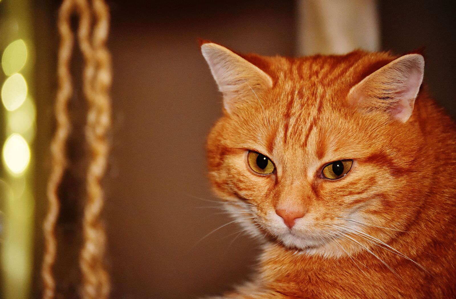 Nikon D7200 sample photo. Cat, red, funny photography