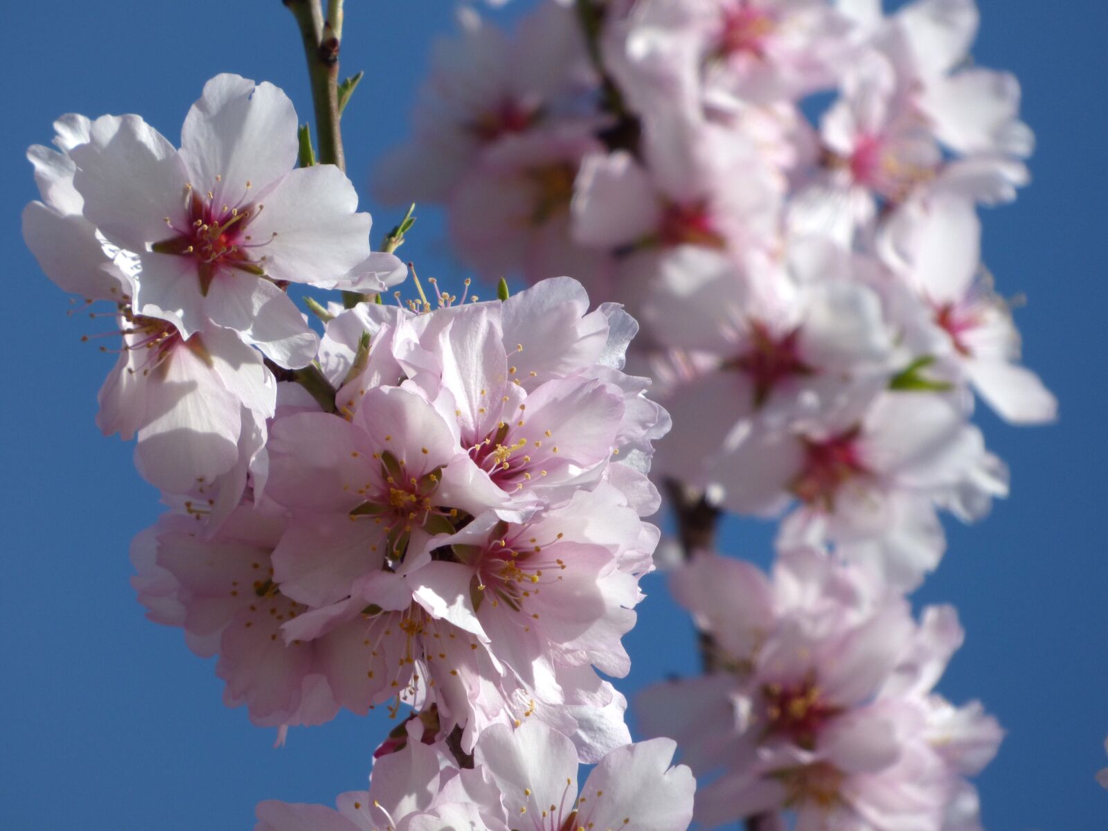 Panasonic Lumix DMC-FZ70 sample photo. Almond tree in blossom photography
