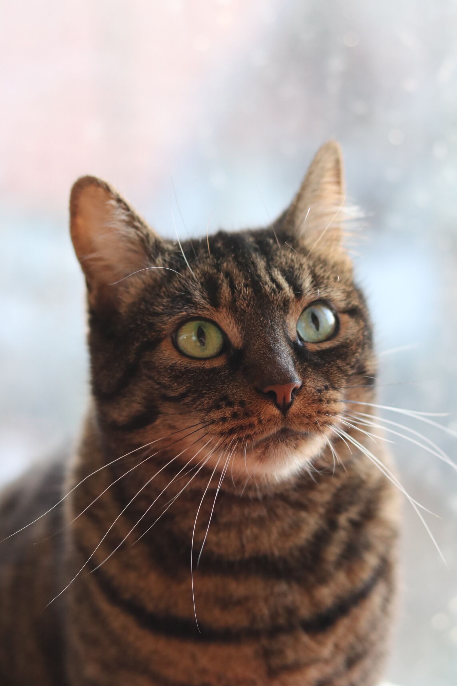 Canon EOS 80D sample photo. Cat, pet, cats photography